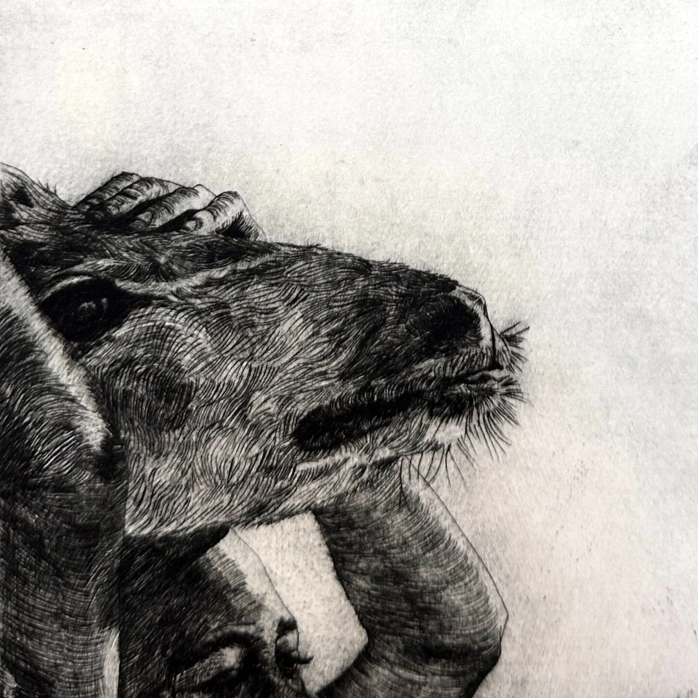 "The Hunt I"
Drypoint on Cotton Paper
2/15
2011