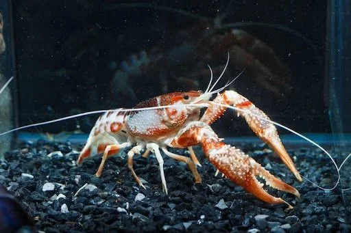 chinese lobster dish