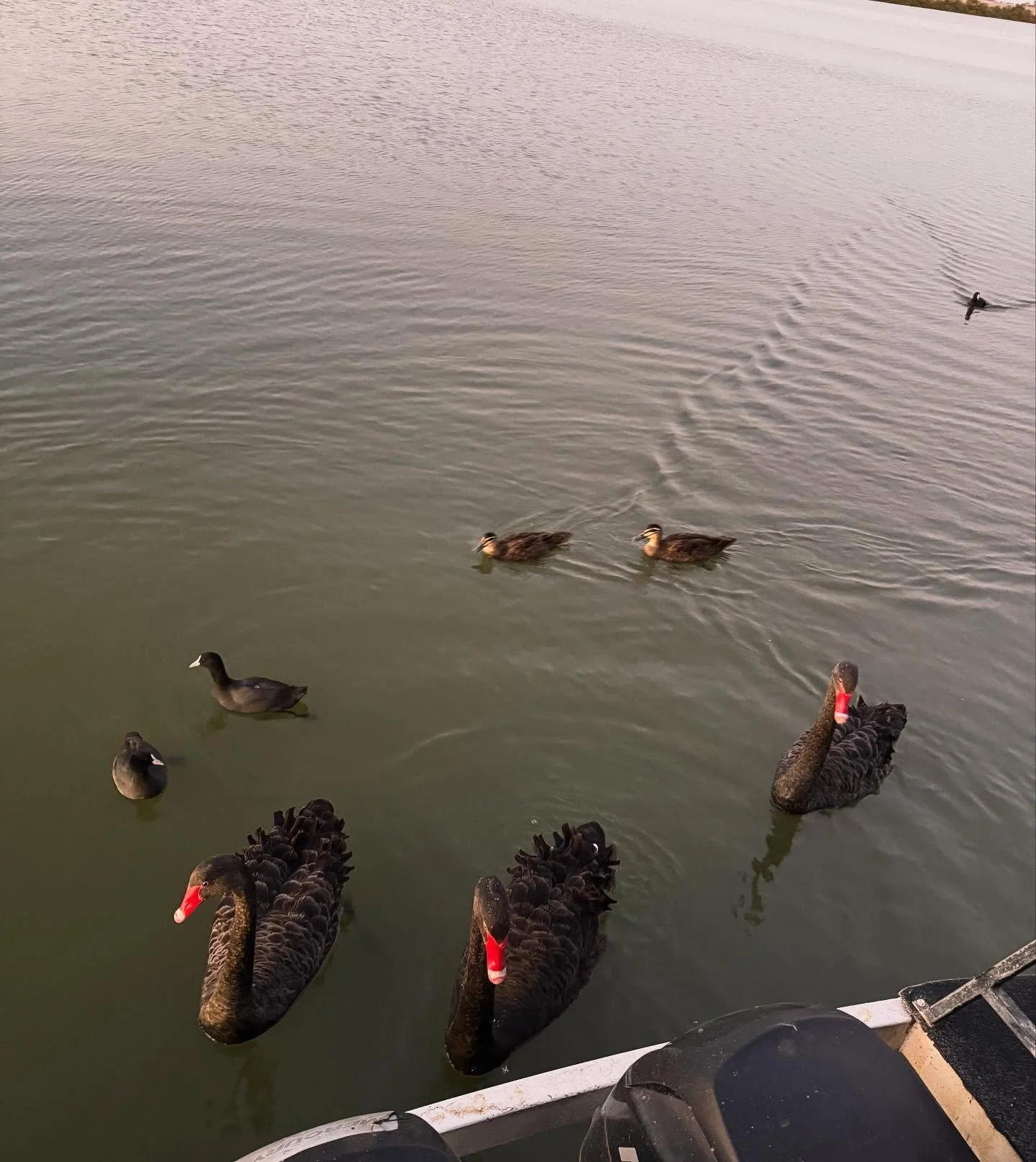 Some of the friendly guests that will come to greet you