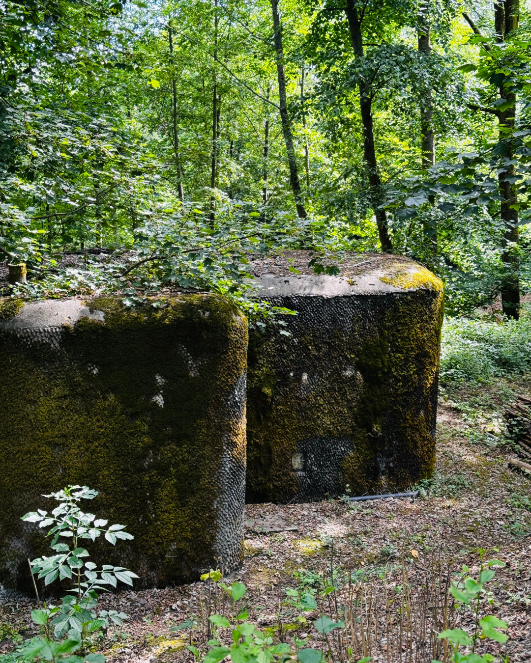 Deux grands blocs de pierre recouverts de mousse dans une forêt dense avec beaucoup de verdure.