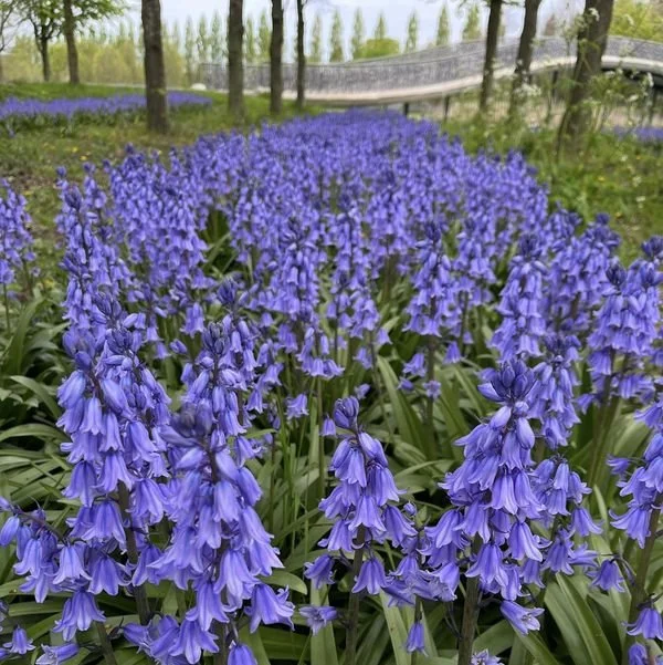 bluebells.jpeg
