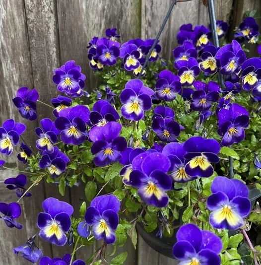 purple-pansies.jpeg
