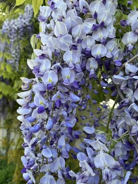 wisteria.jpeg
