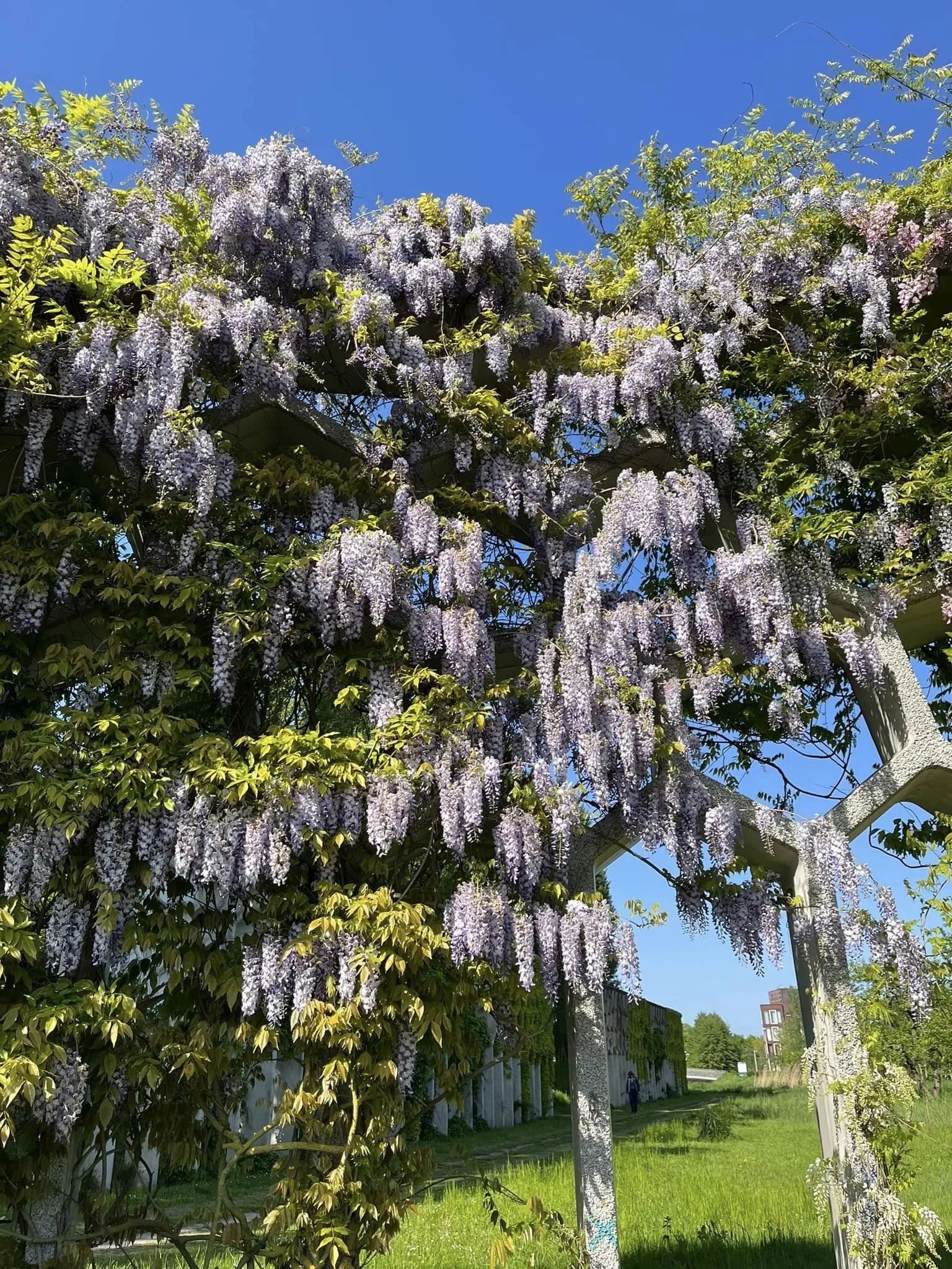 wisteria-2.jpeg