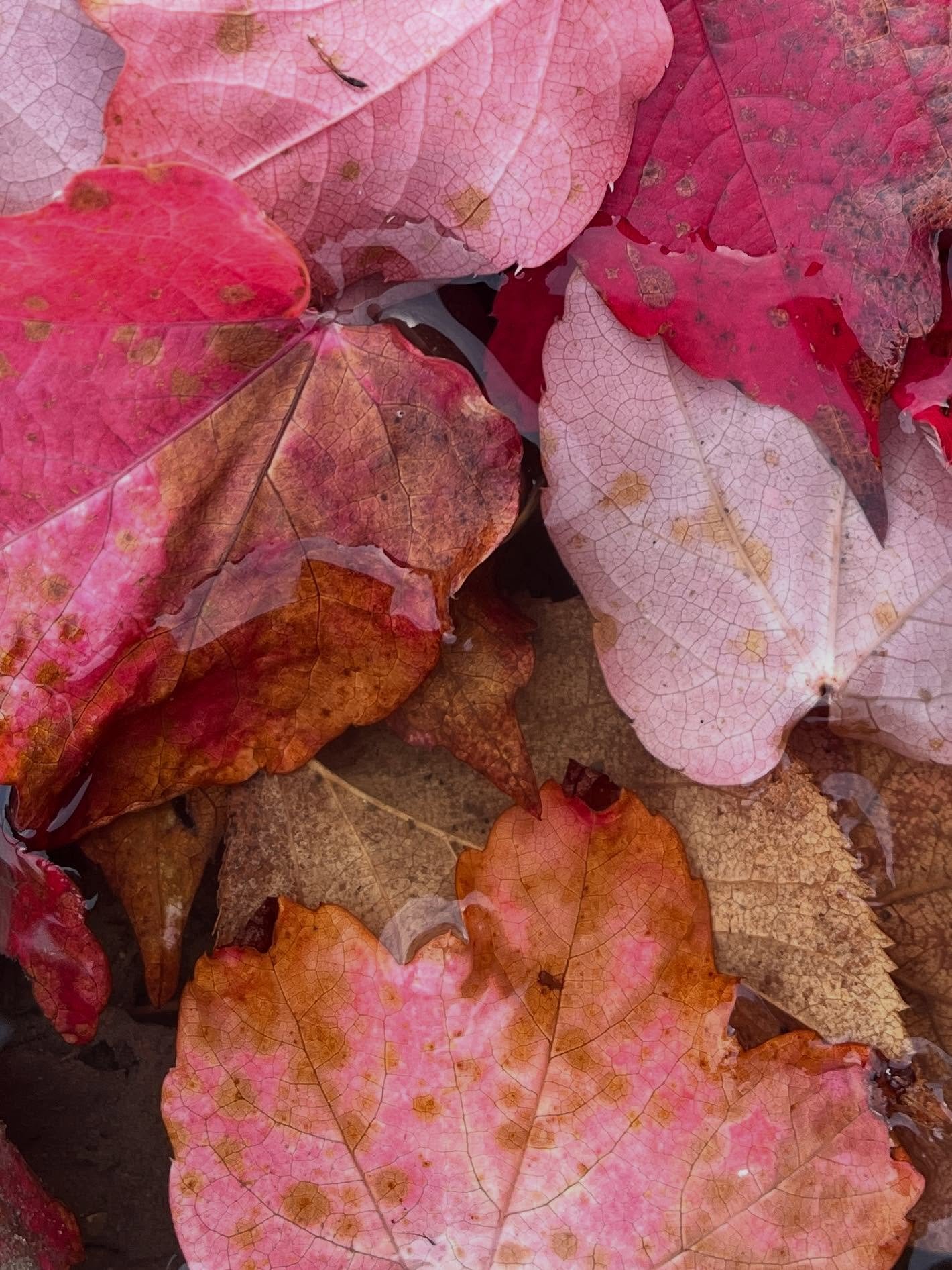 After a very busy few weeks of non-art work in the lead-up to my Open Studio last weekend, I&rsquo;m excited to get back into my studio to create again. Believe it or not, I&rsquo;m dreaming of pinks and oranges and browns. Surprising for this girl w