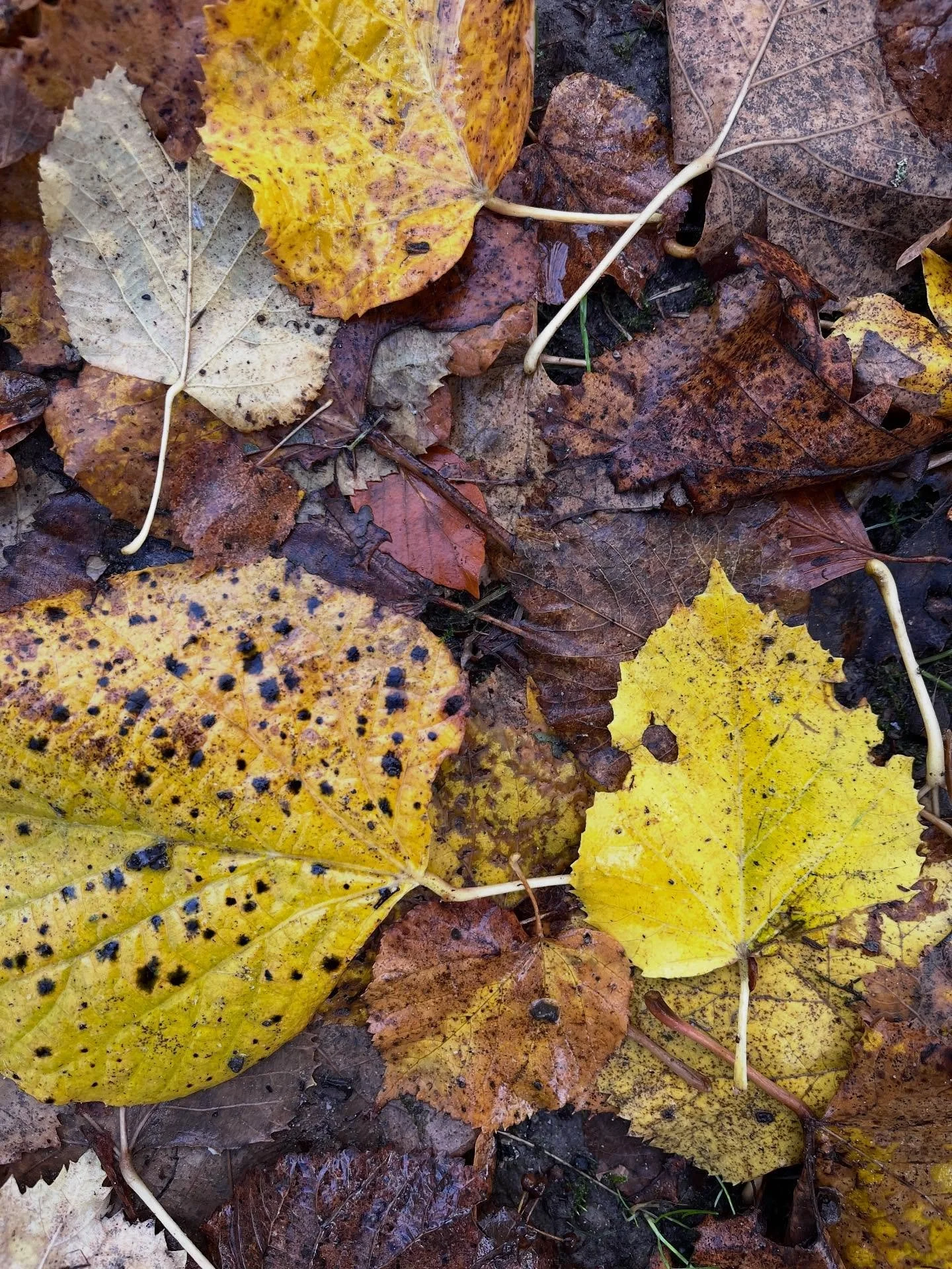 Autumn is a good reminder that there&rsquo;s beauty in letting go, that shedding, erosion, composting, and death are also part of the creative process. 

🏷️ creative process, works in progress,  creativity, natures cycles, life cycle, seasons, natur