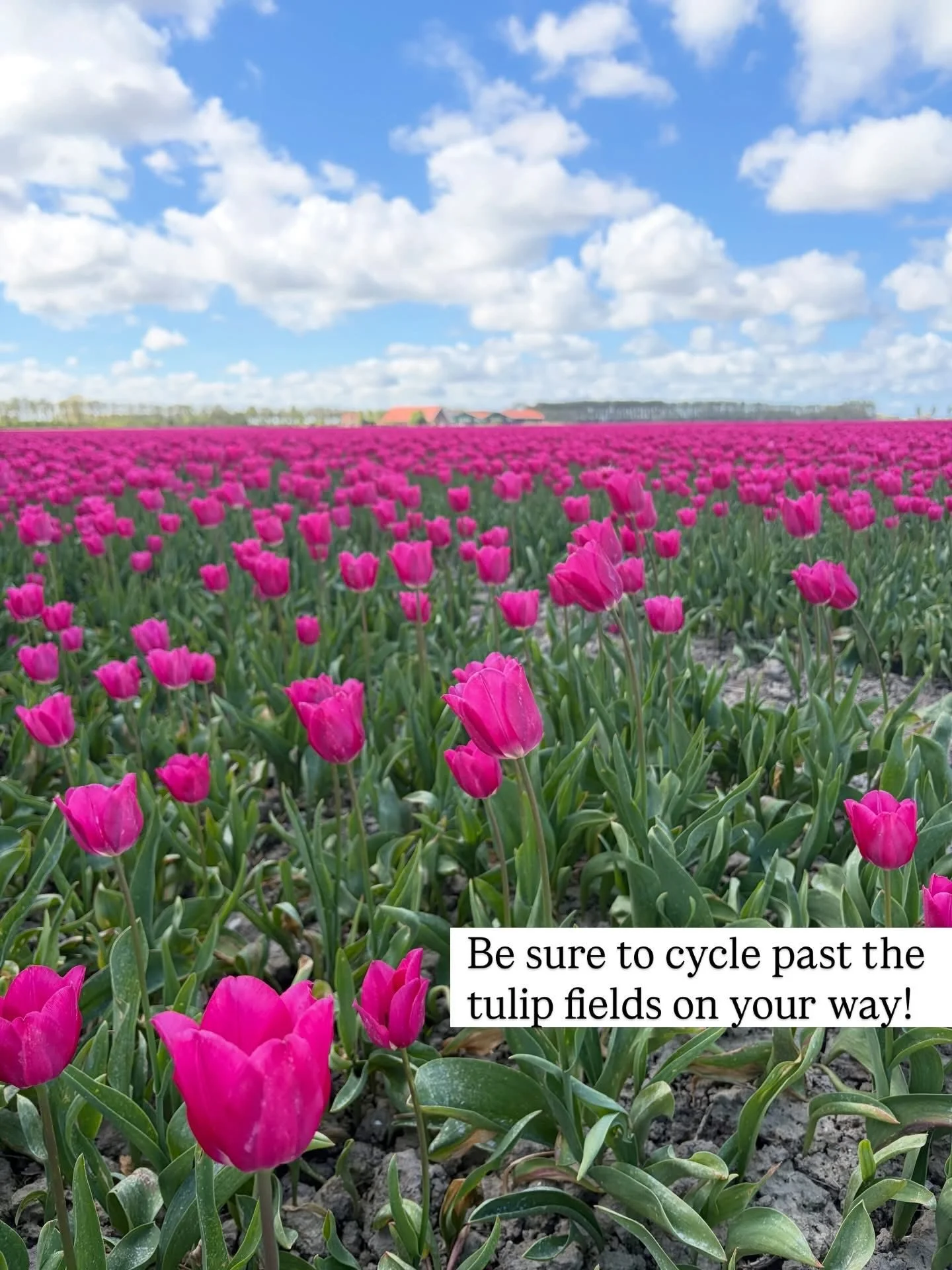 kunstkijk tulips 2.jpg