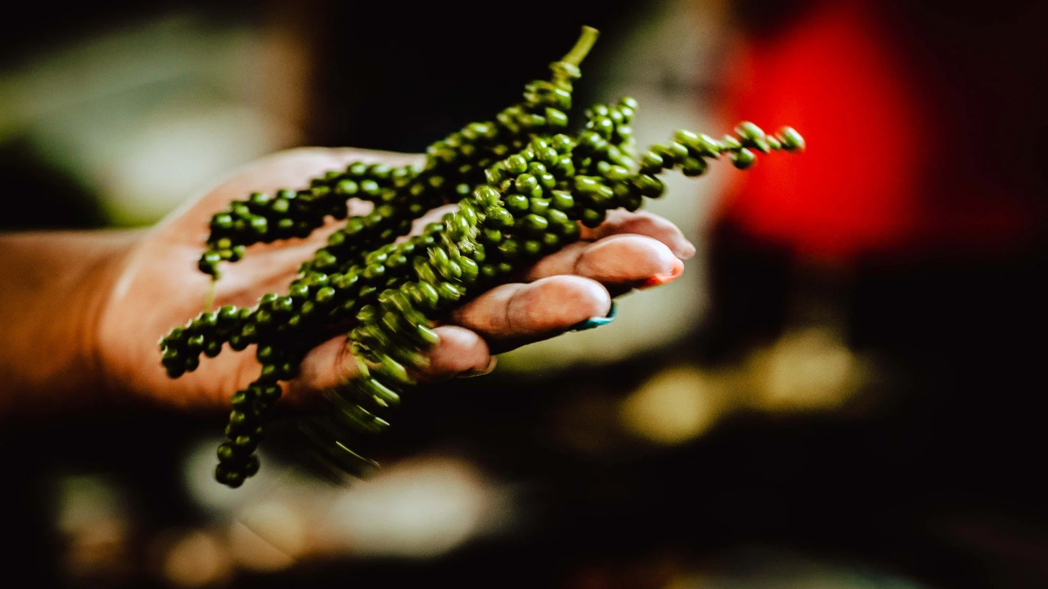 A hand holding a cluster of green peppercorns.