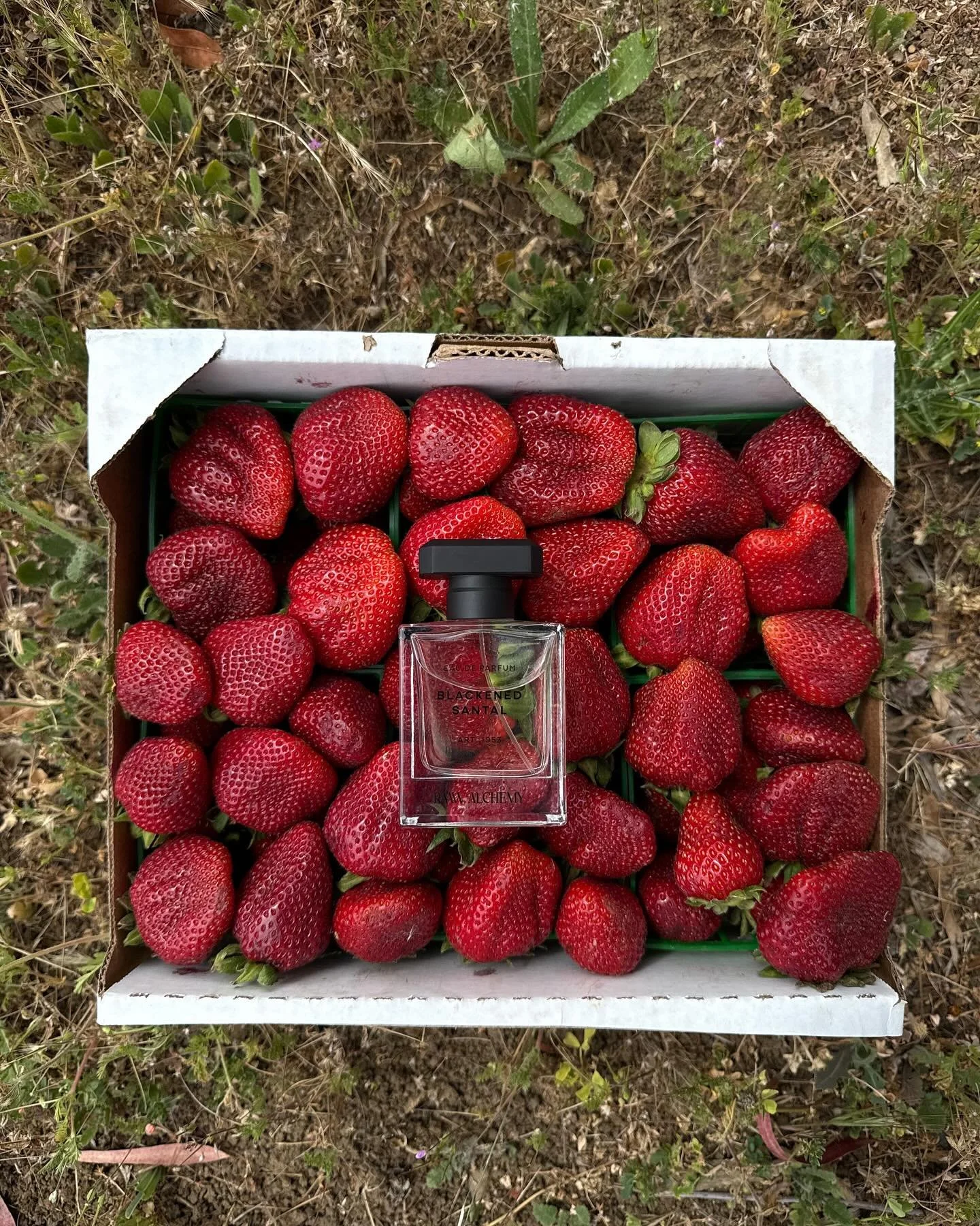 🍓🍓🍓