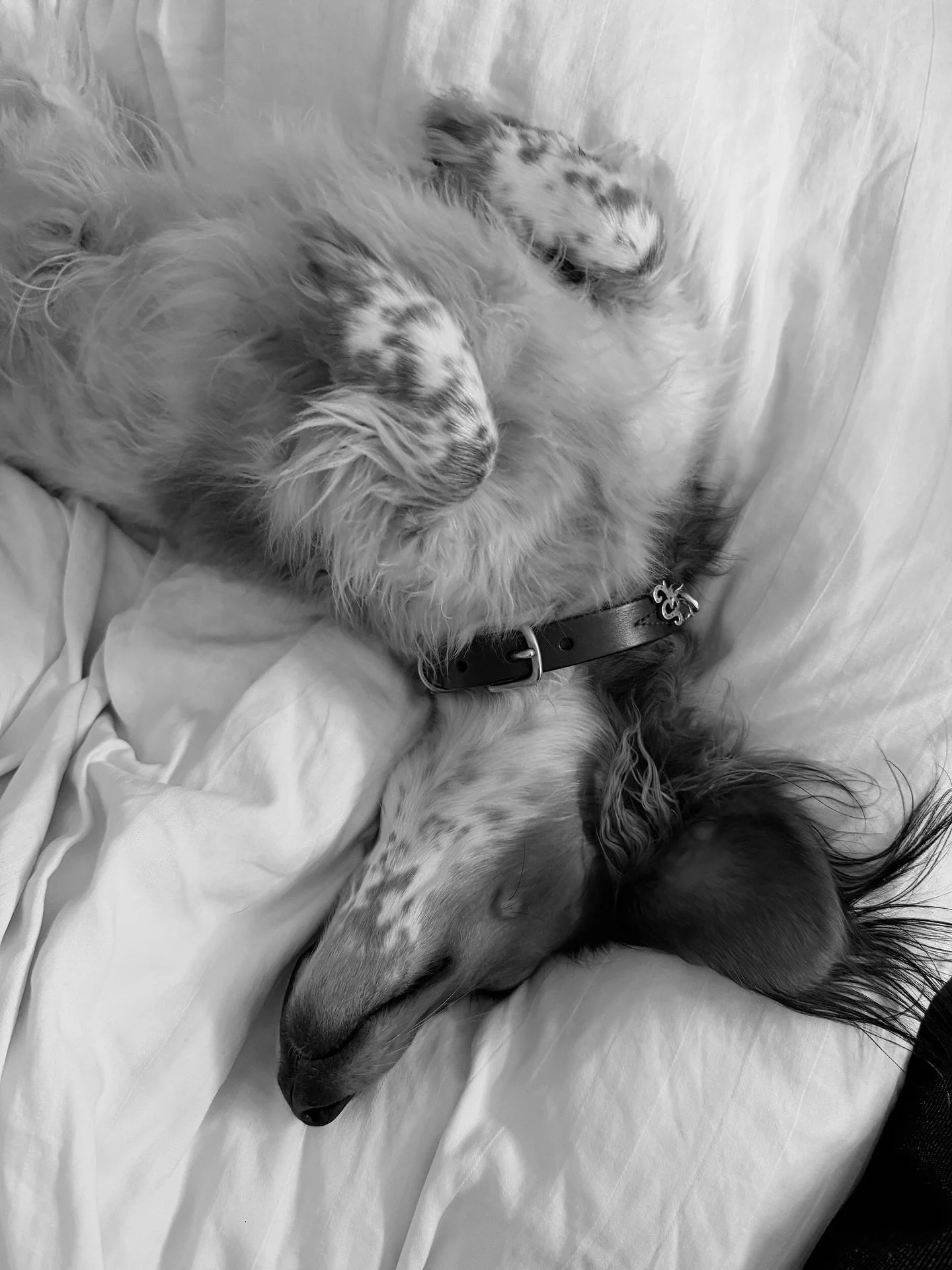 Copenhagen meets London. Det danske brand Unleash er nu p&aring; hylderne hos Selfridges! 🐶

Brandet l&oslash;fter hundeaccessories til samme fashion-niveau som resten af garderoben 🤍

Statement pieces til din firbenede bestie 🐾