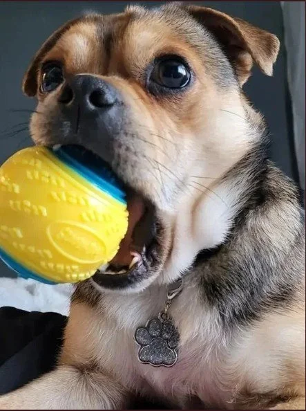 Bandit, family dog and mascot of West Sussex Coastal Scaffolding.