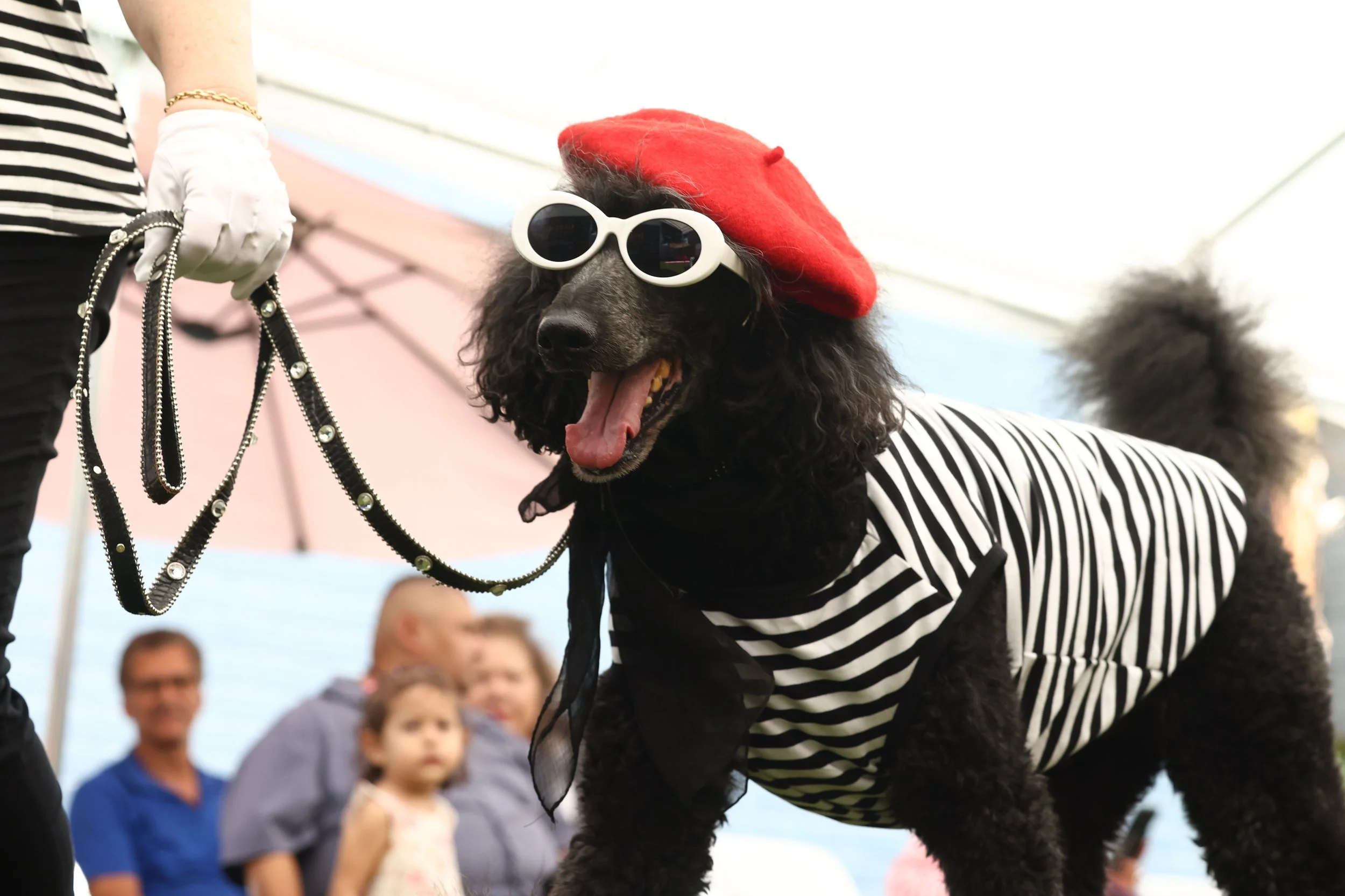 dog-fashion-runway-experience-pawradise-131791274.jpg