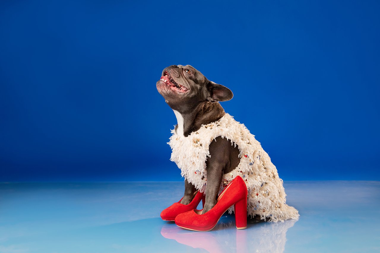 french-bulldog-in-white-fur-coat-and-red-high-heel-2025-03-27-03-45-26-utc.jpg