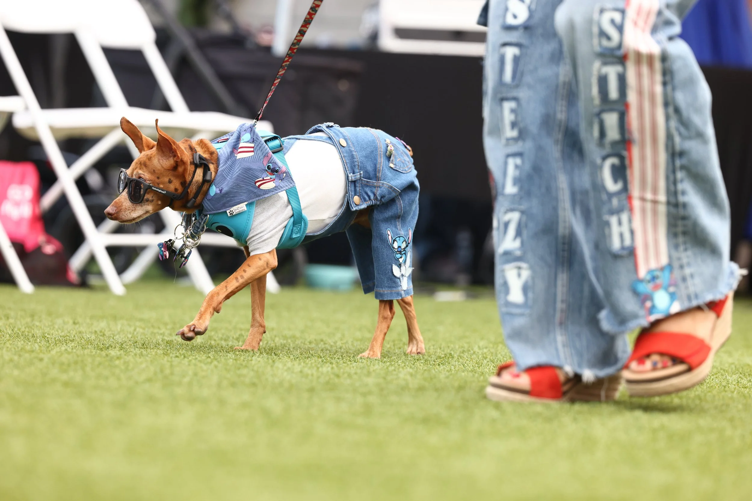 dog-fashion-runway-experience-pawradise-131791303.jpg