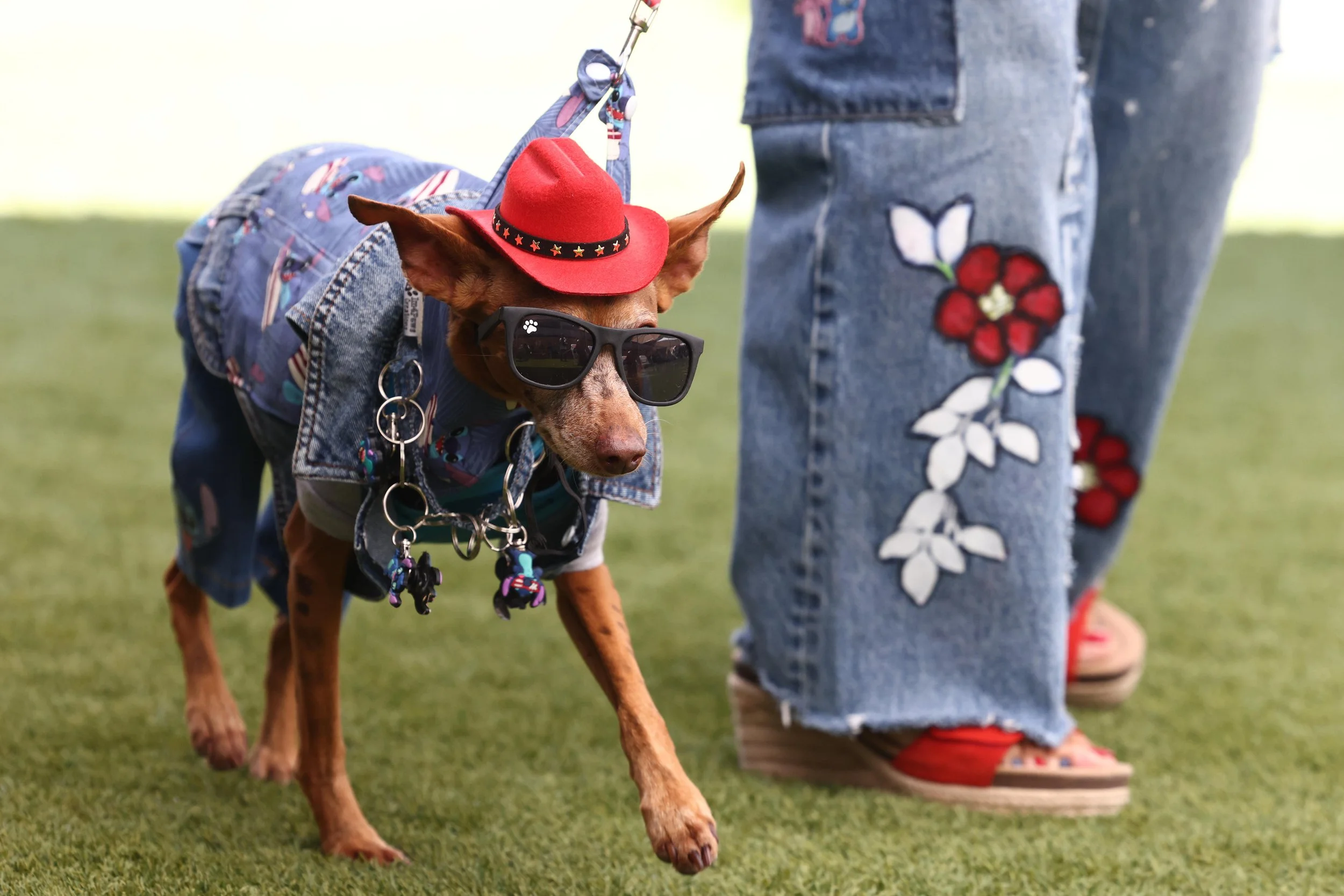 dog-fashion-runway-experience-pawradise-131791301.jpg