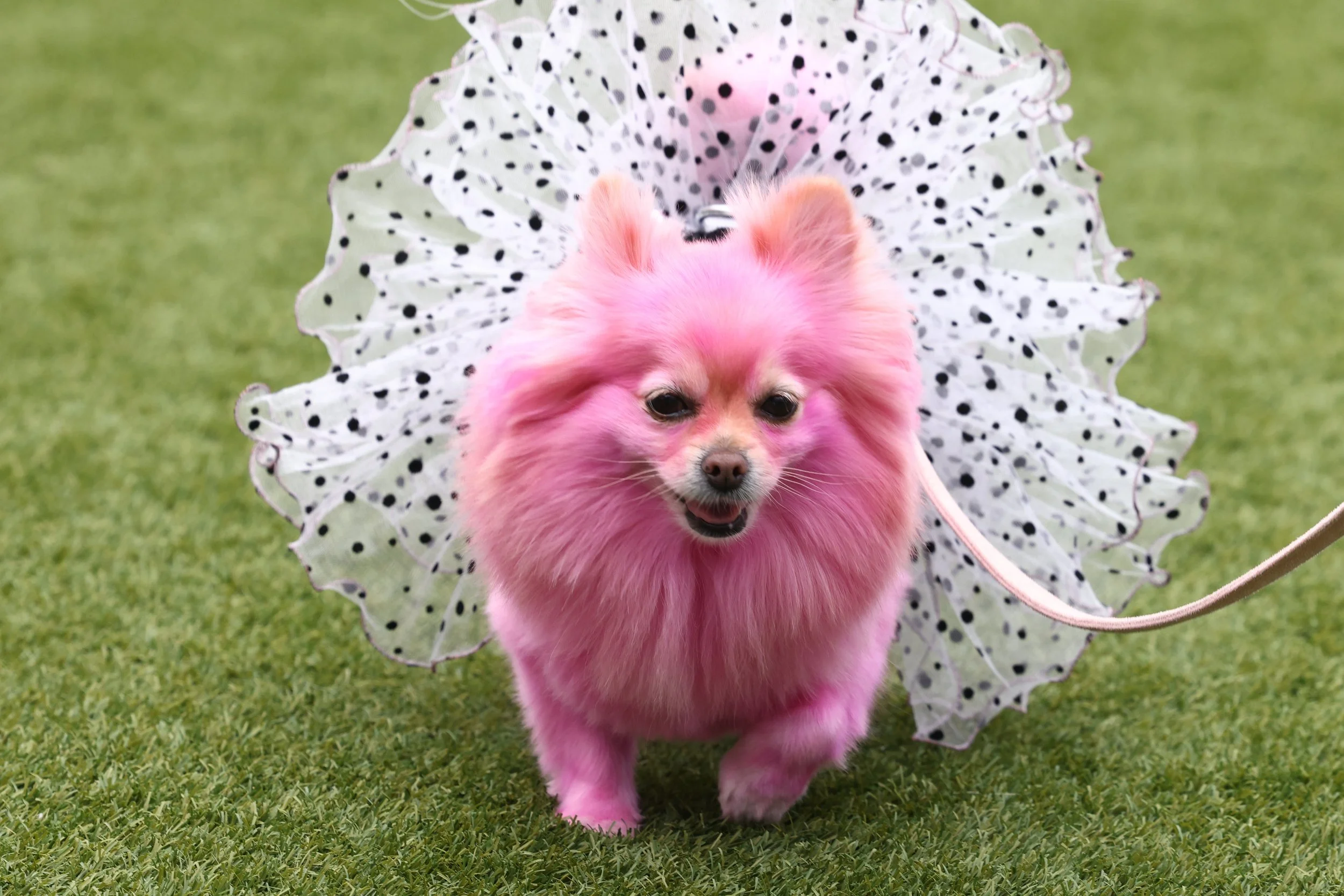 dog-fashion-runway-experience-pawradise-131791214.jpg