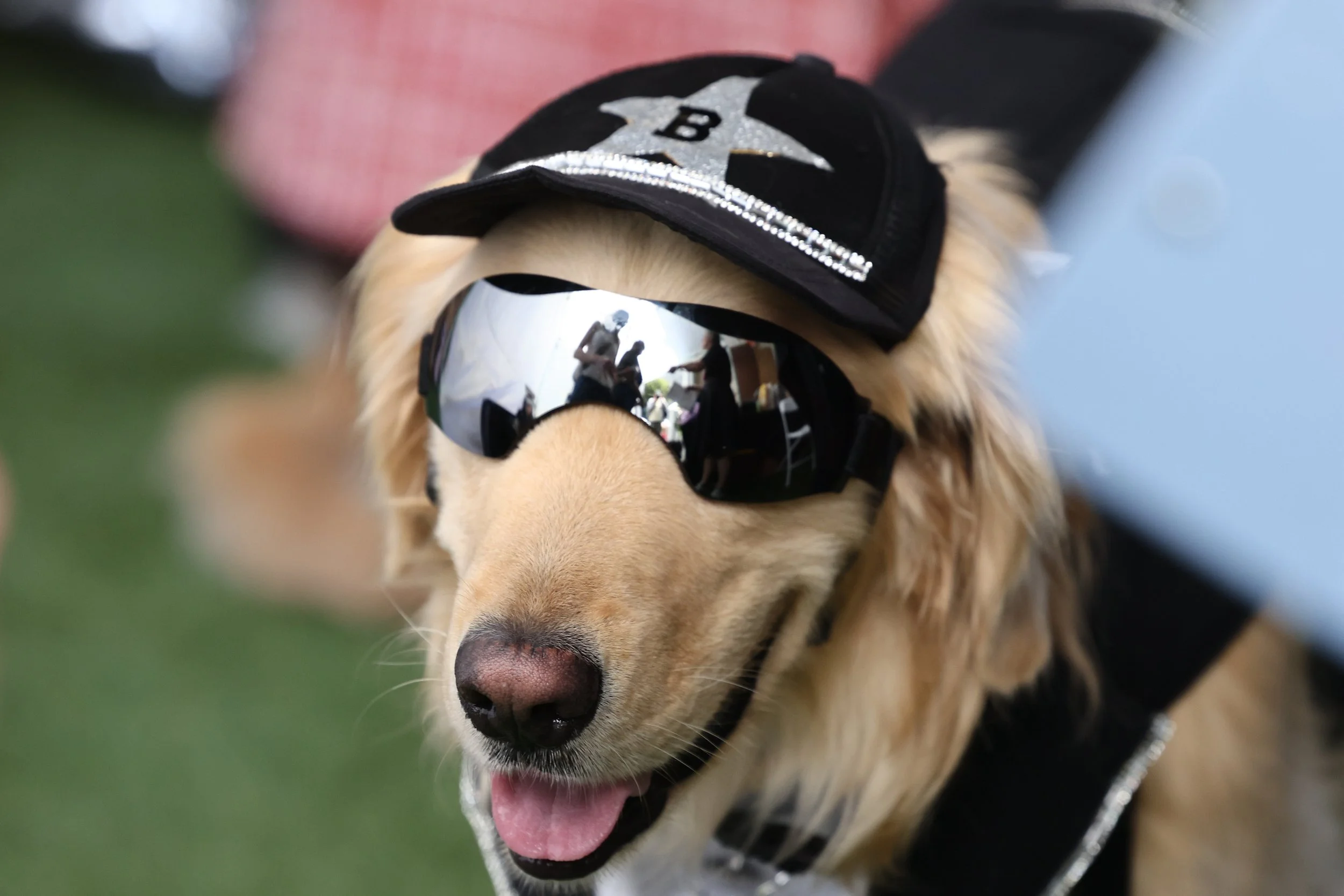 dog-fashion-runway-experience-pawradise-131787958.jpg