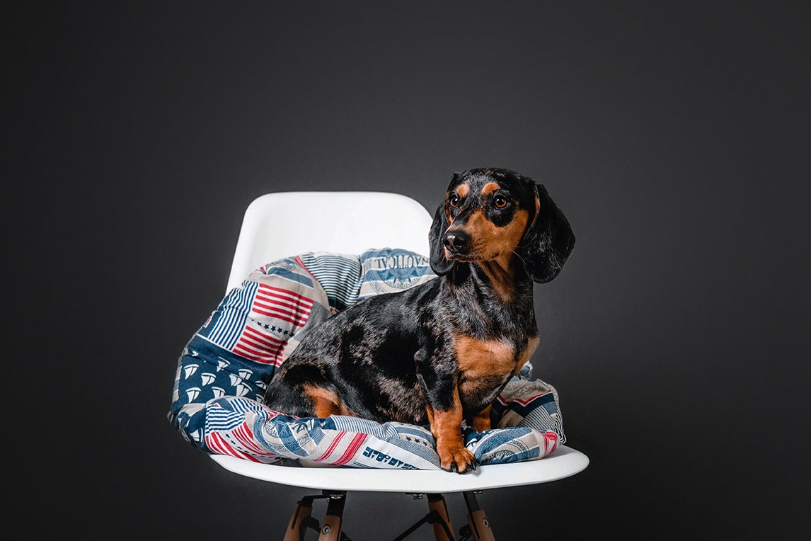 beautiful-marble-dachshund-on-a-chair-on-a-black-b-2025-03-27-05-02-23-utc.jpg