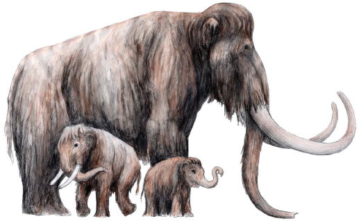 Mammutar kjem til Norsk Bremuseum!