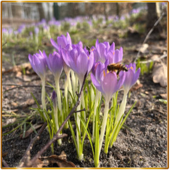 Frühling als Reizverstärker