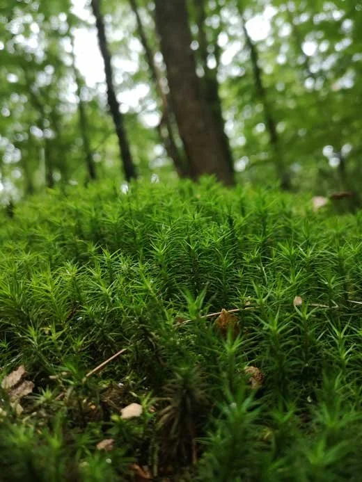 Abbildung Moosfläche im Wald