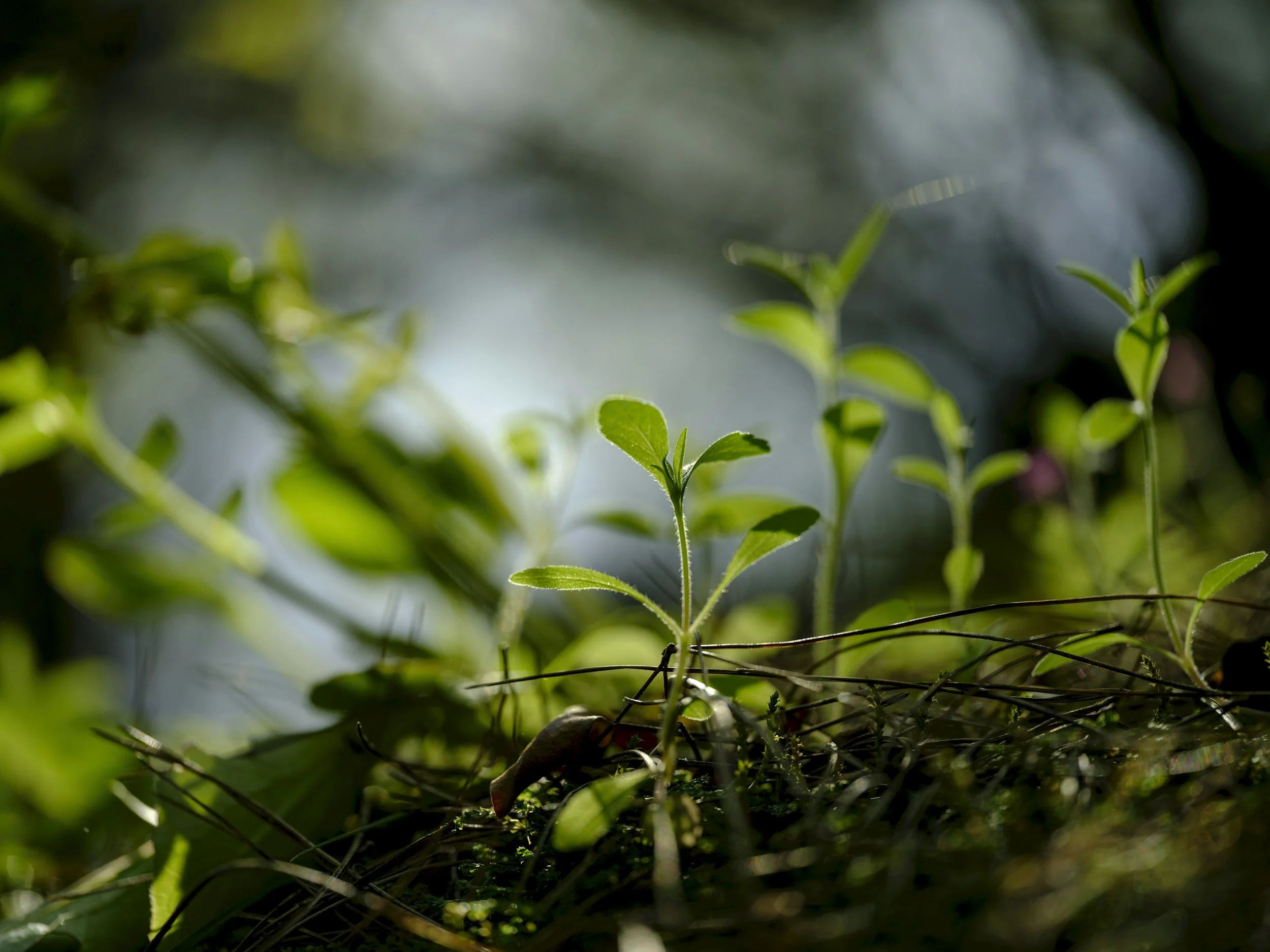 Indonesia’s COP30 Credit Drive: 40 Project Pipeline, 90 Million-Credit Target — What It Means for Investors