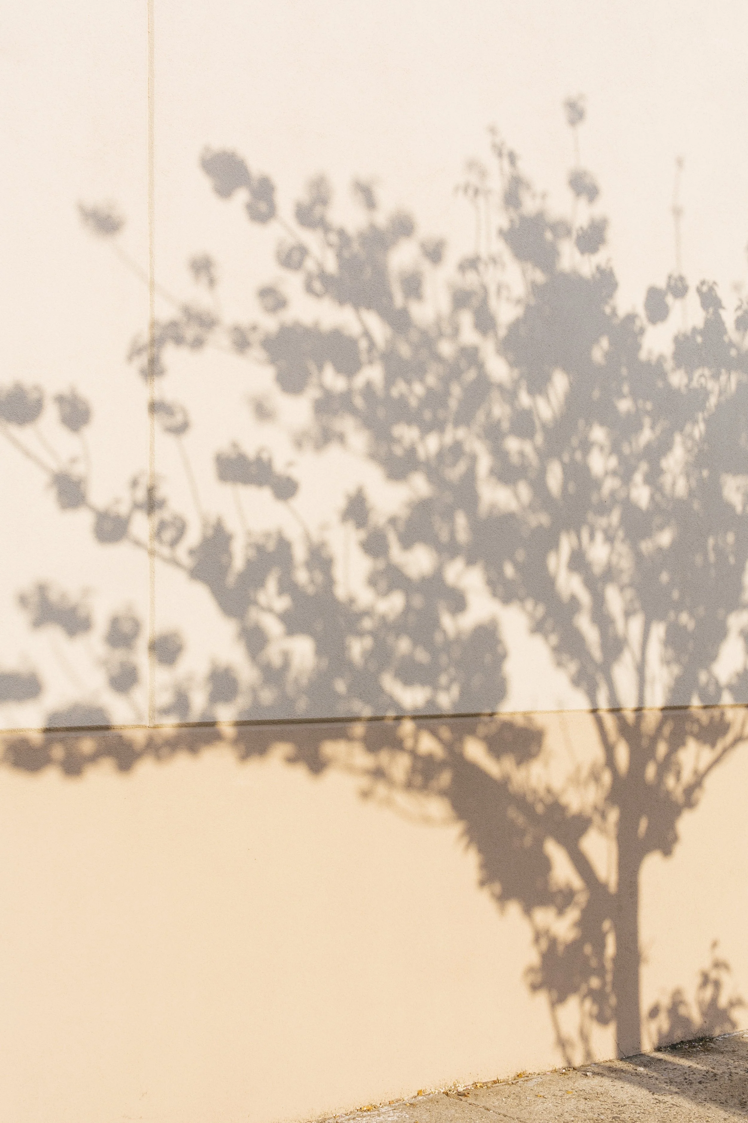 Der Schatten eines Baumes, der auf eine Wand geworfen wird.