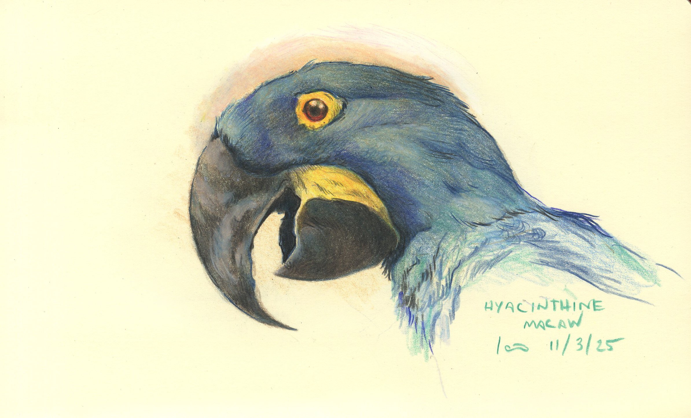 Shop_HyacinthineMacaw.jpg