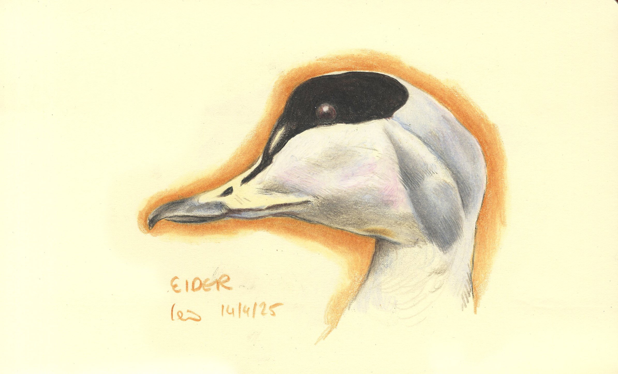 Shop_Eider.jpg
