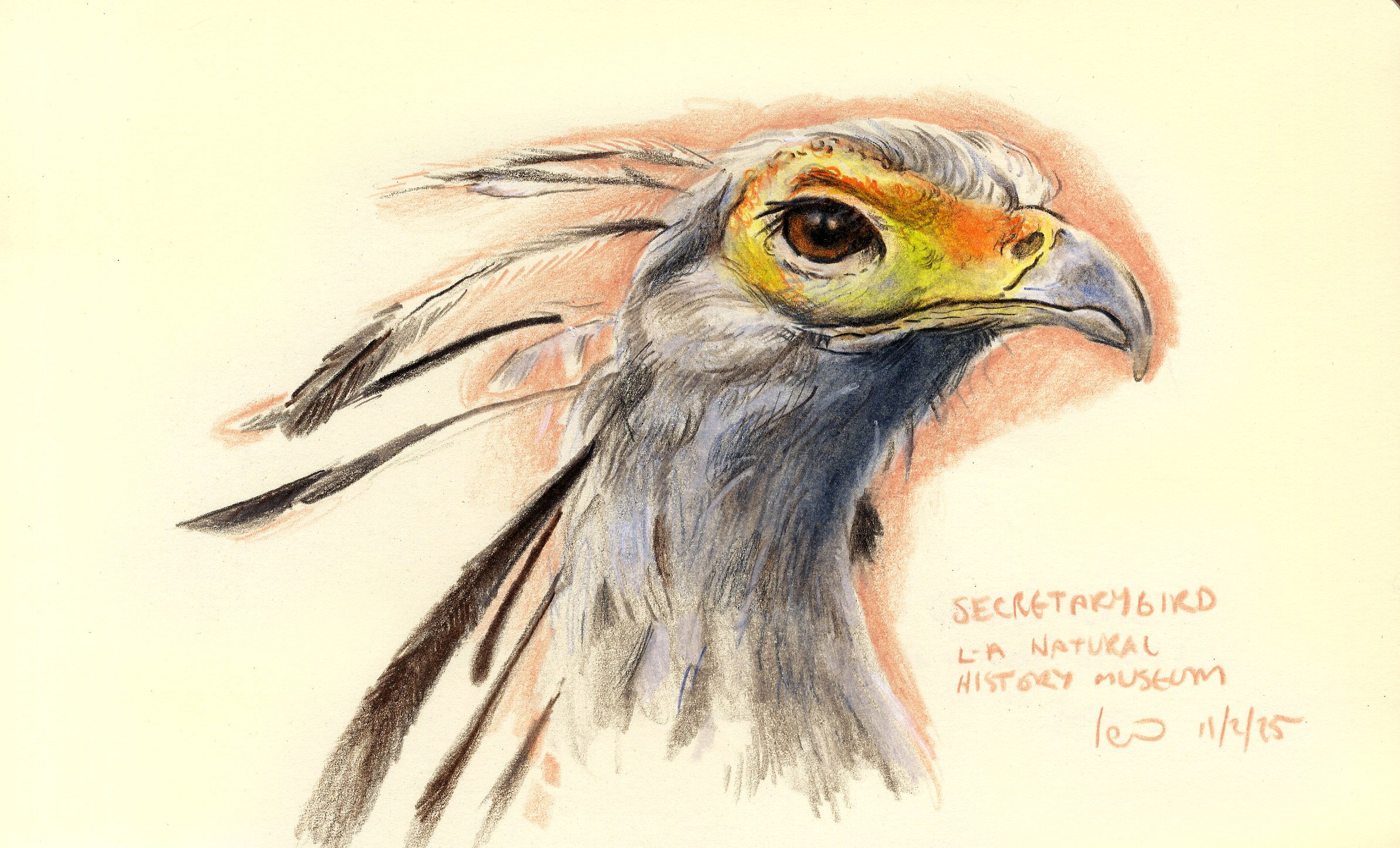 Shop_SecretaryBird.jpg