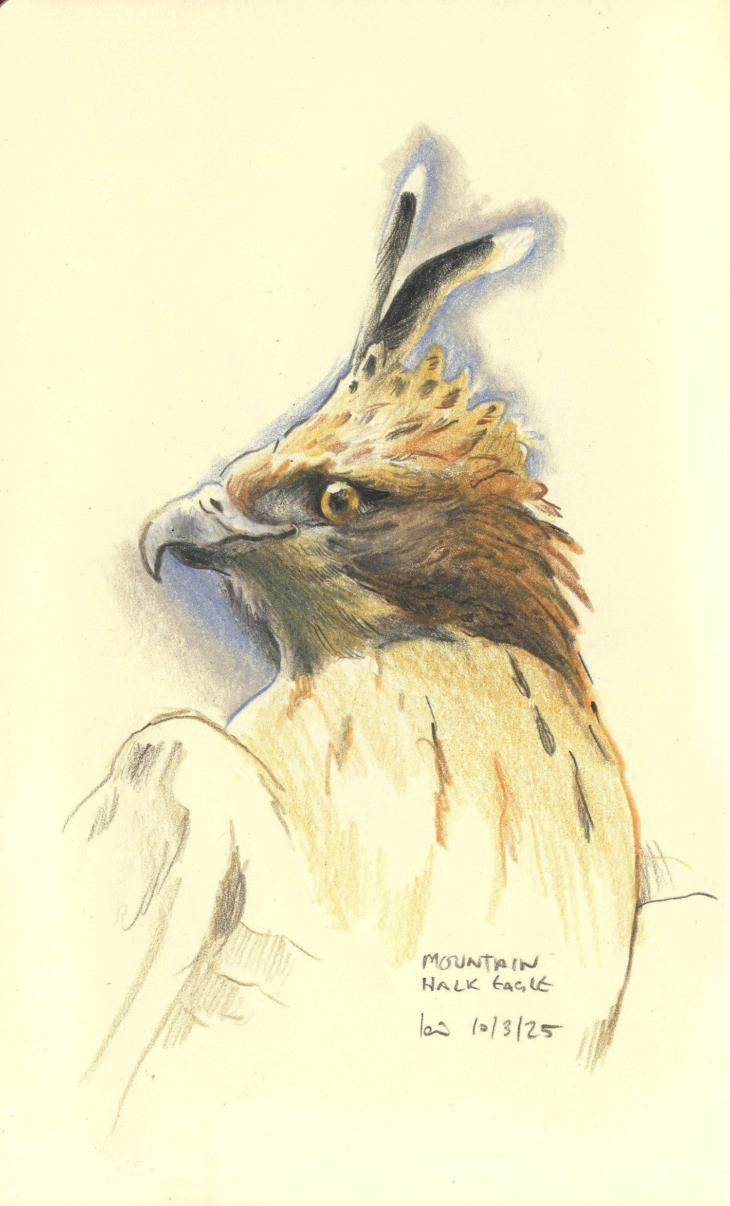 Shop_MountainHawkEagle.jpg