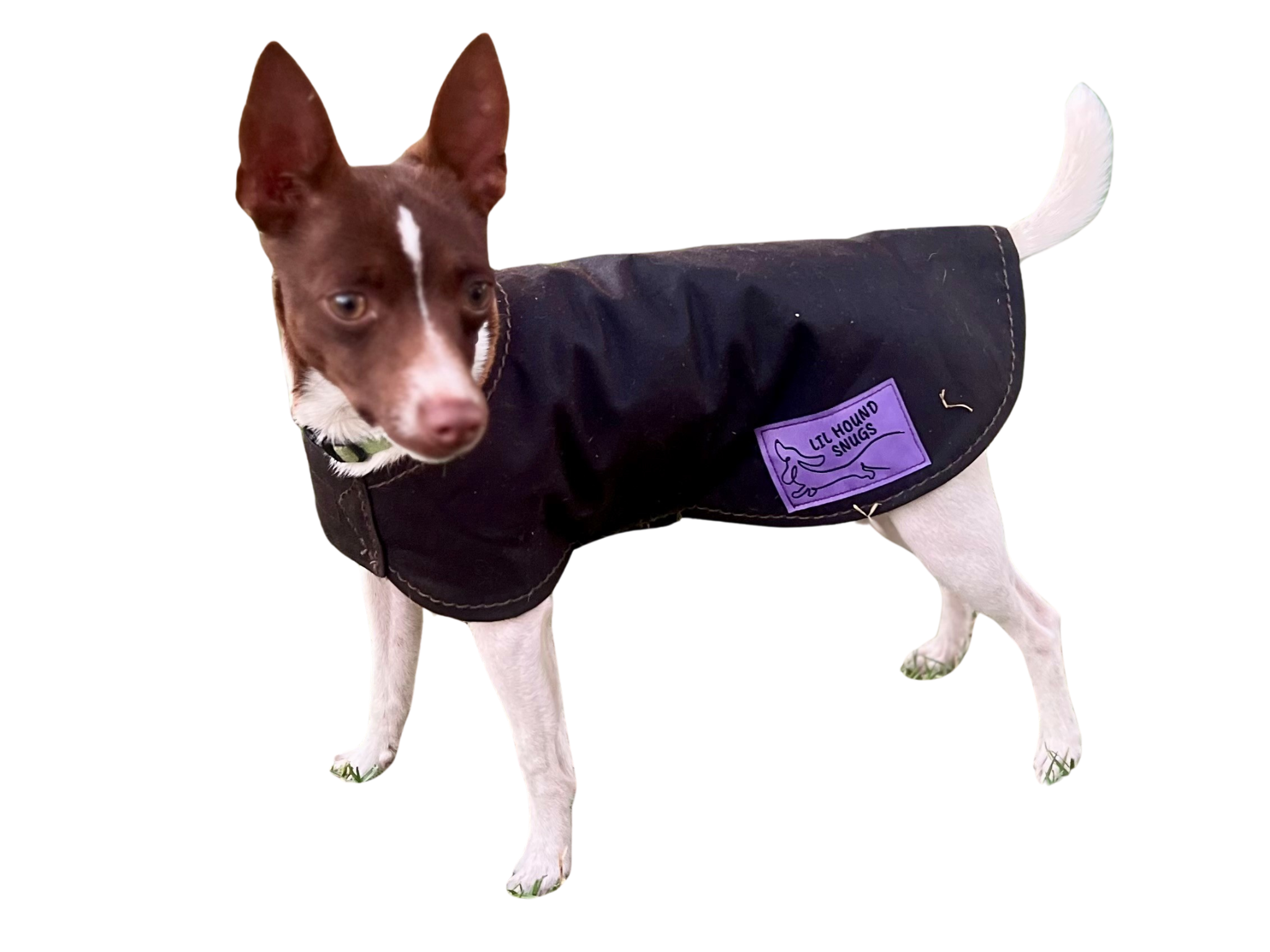 Untitled design (1).png