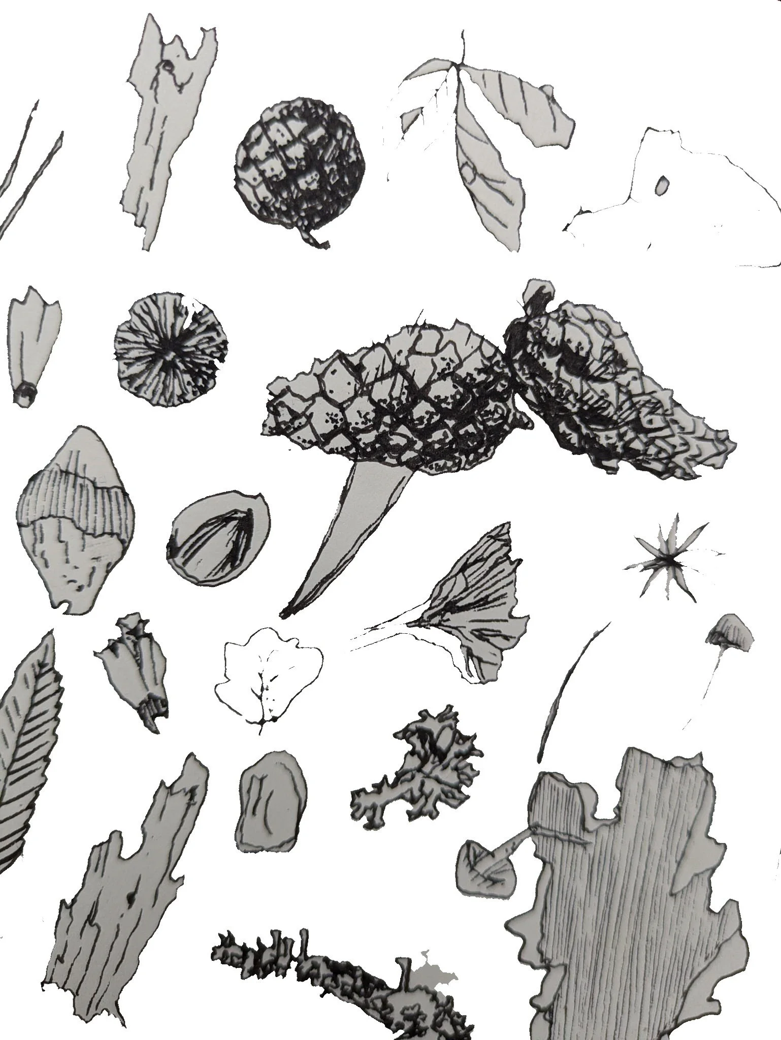 Småting fra nærskogen_red.jpg