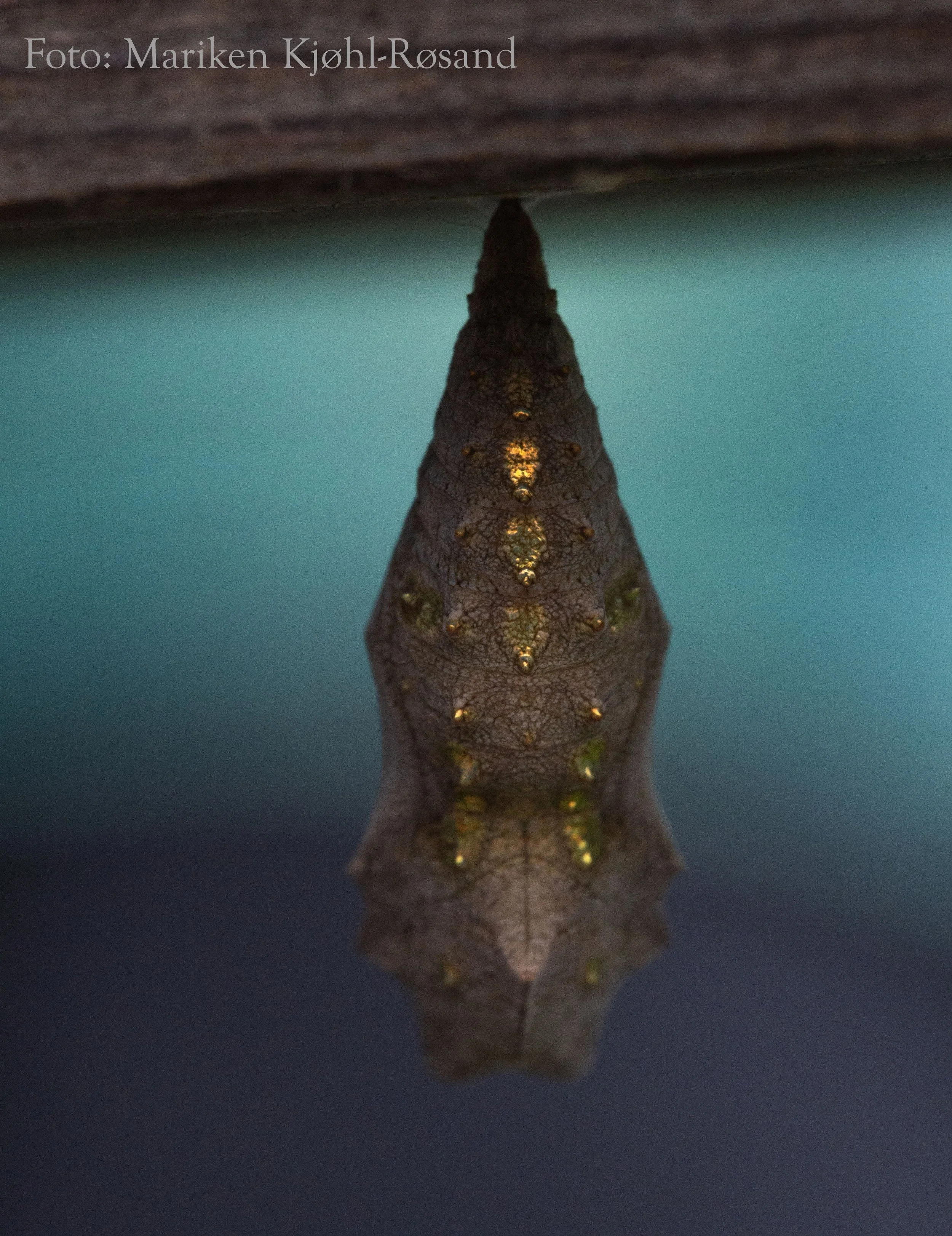 Fotokunst i begrenset opplag - NYX