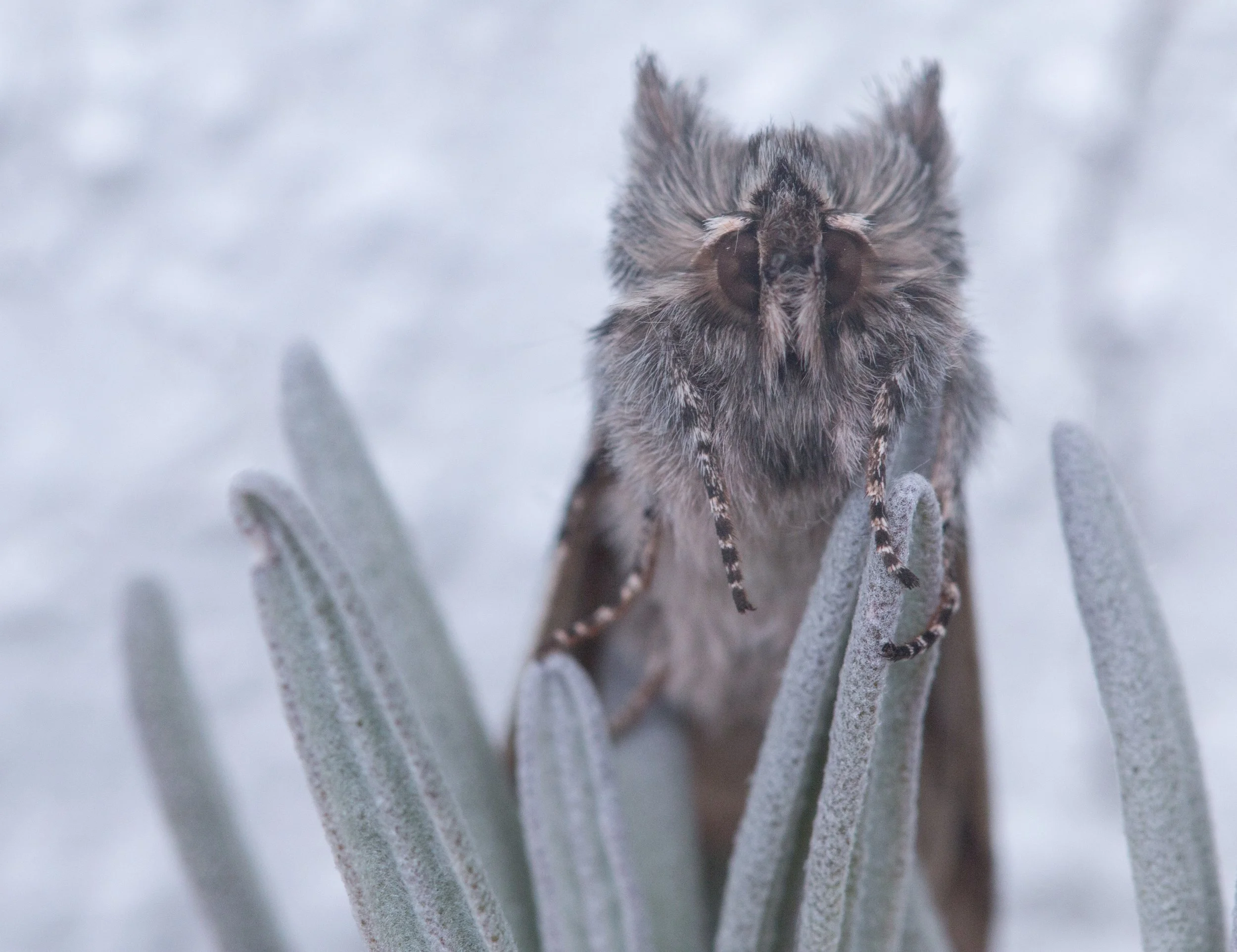 En fjærlettedyr med store øyne og spisse antenner sitter blant grønne, hårete blader, med en isete, vinterlig bakgrunn.