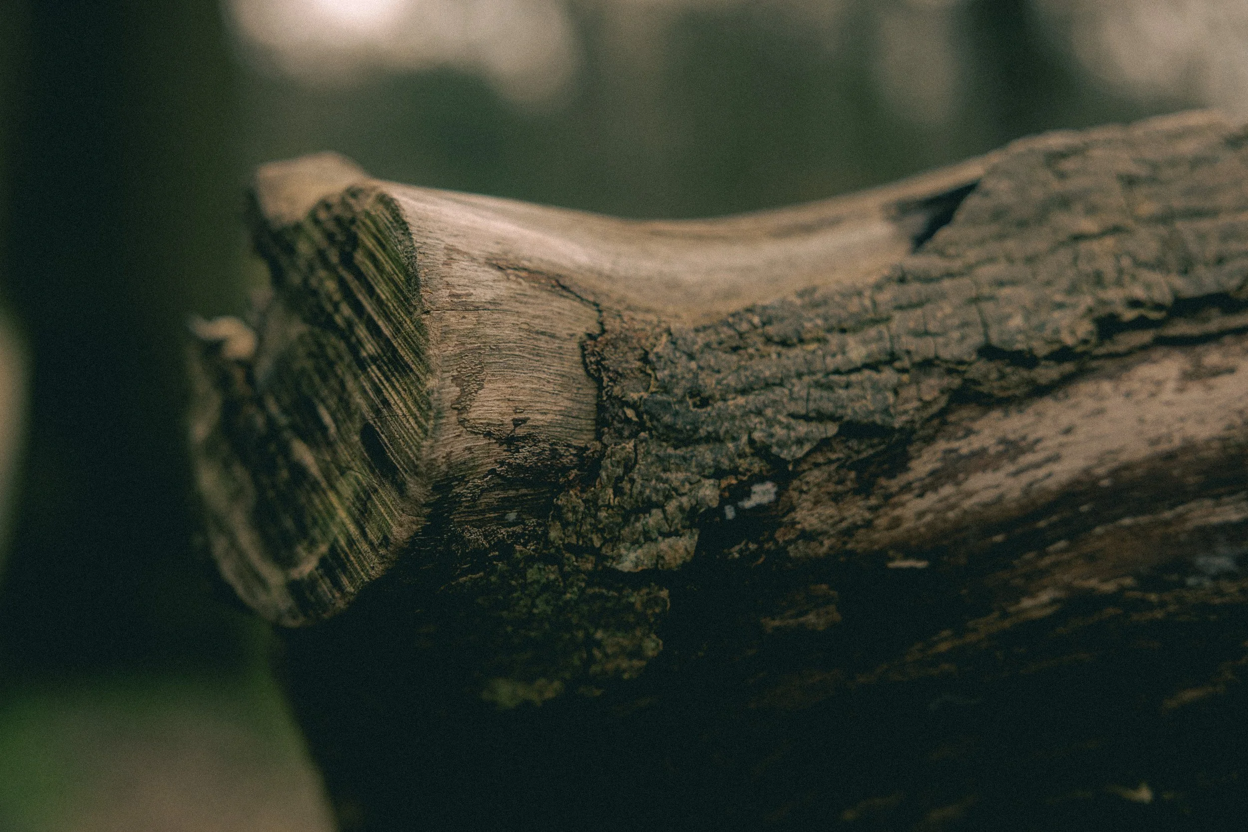 Close-up image of a weathered tree branch with textured bark, with soft blurred greenery in the background.