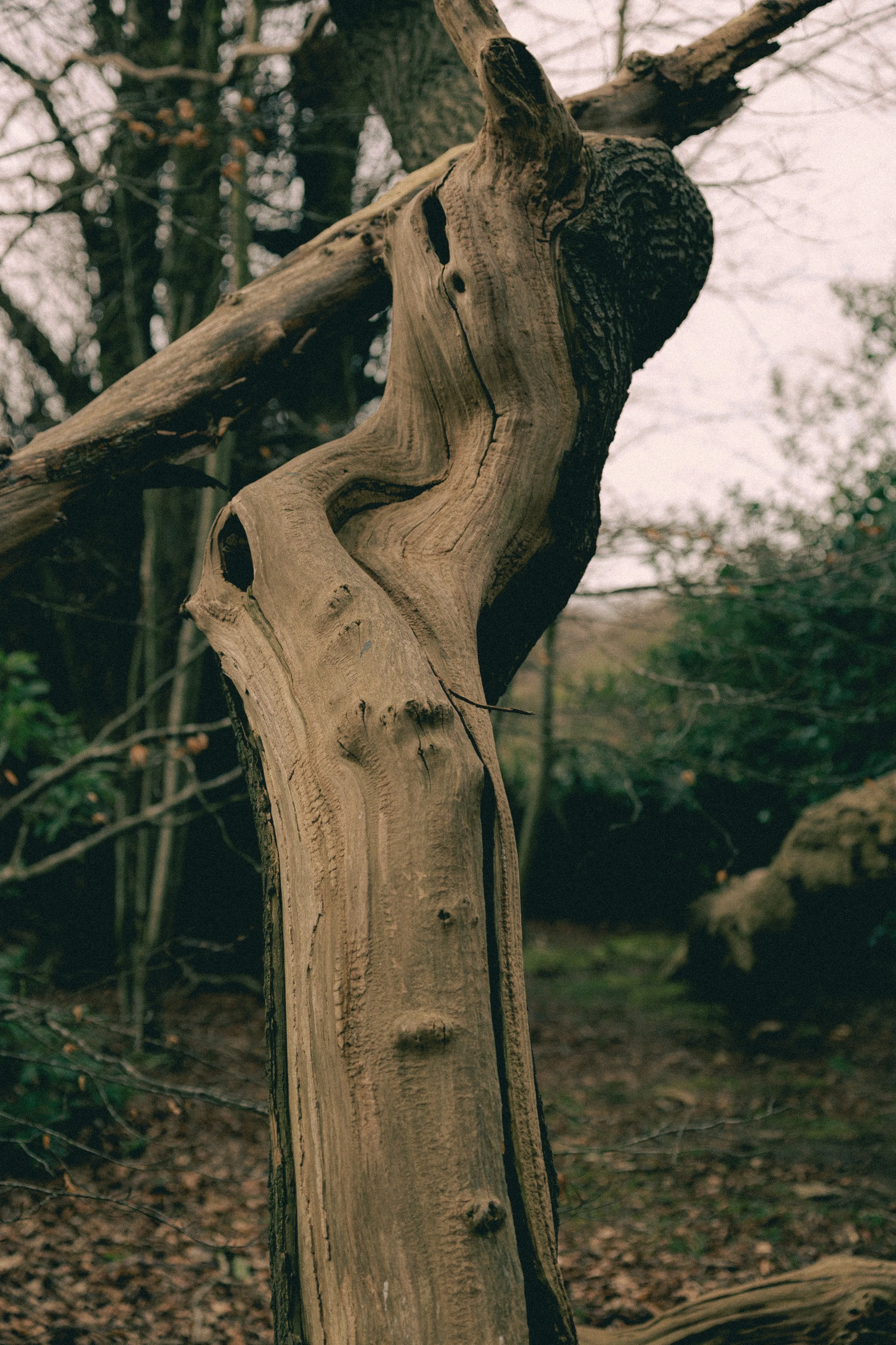 Close-up of a broken, weathered tree trunk with a large crack, next to a fallen branch in a forest with bare trees and overcast sky.