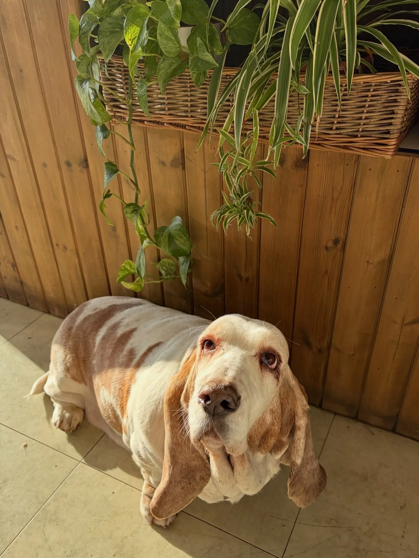 A collection of puppy pics to say that we&rsquo;re extremely dog friendly here at Oriole 🐶💙
So please bring along your well behaved pups! 

TOP SECRET: Our staff are actually fuelled by puppy cuteness ;)