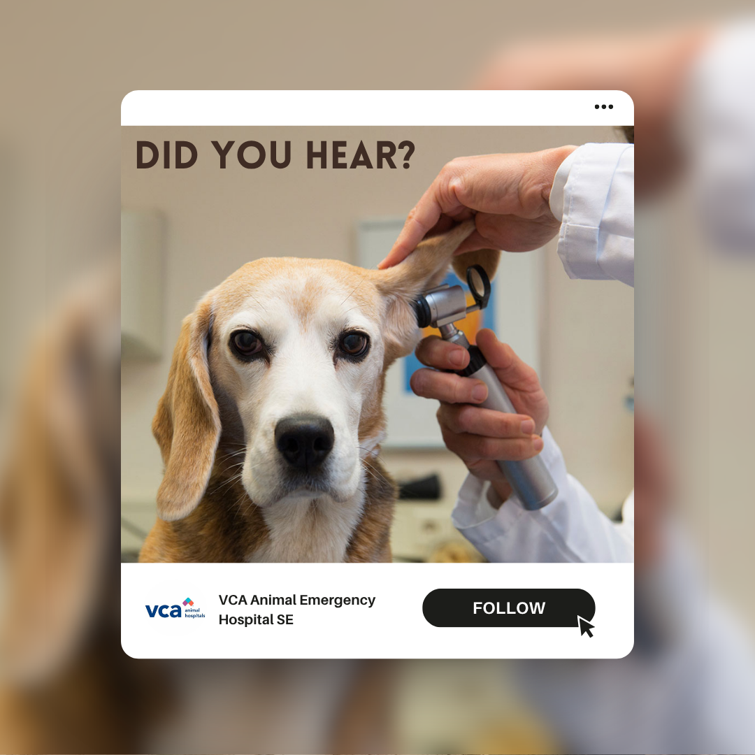 A veterinarian examining a beagle dog using an otoscope. The image includes the text 'DID YOU HEAR?' and branding for VCA Animal Emergency Hospital SE, with a follow button.