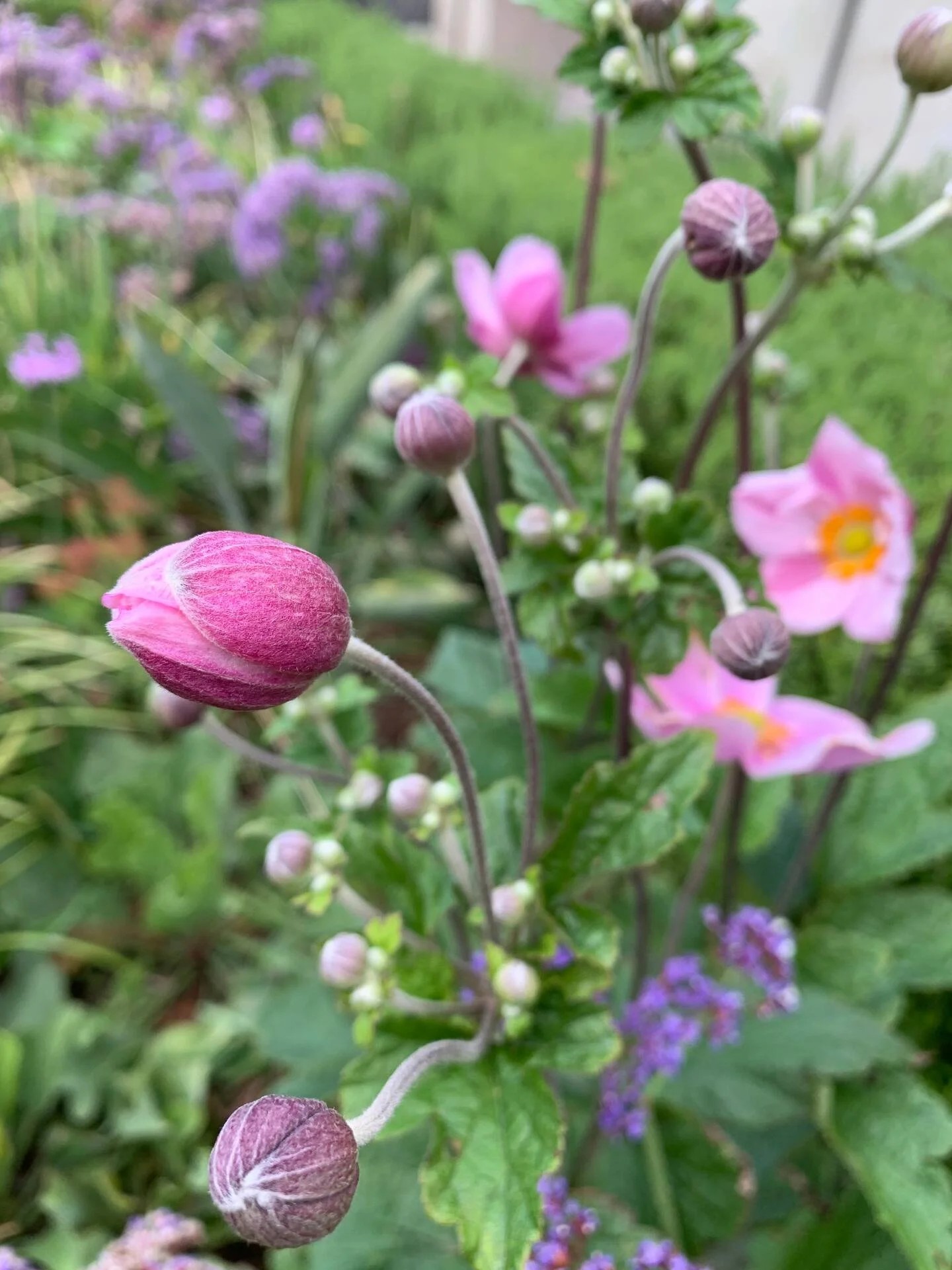 Close-up of pink flower buds and open pink flowers with yellow centers, surrounded by green leaves and purple flowers in the background.