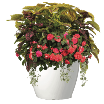 Jungle Rose - Shade