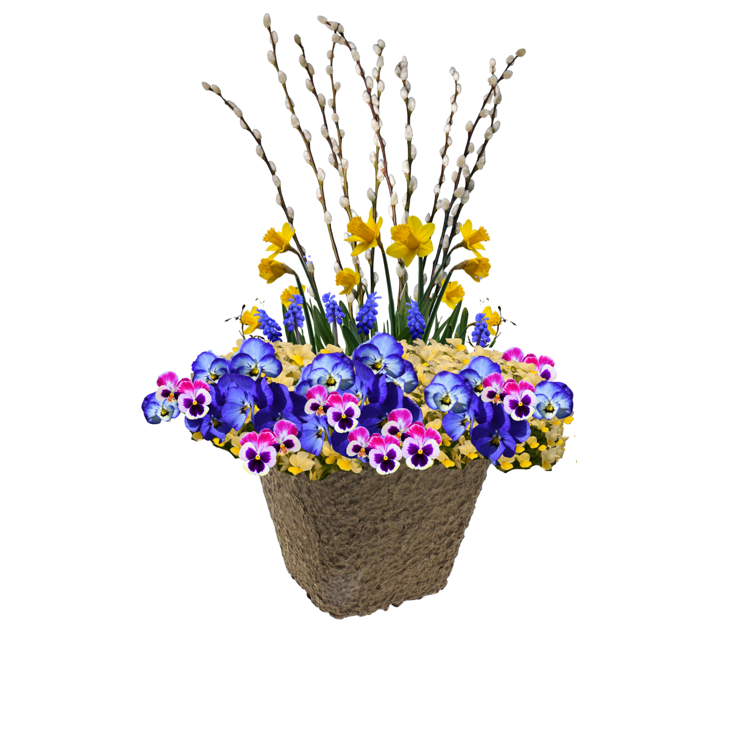 Daffodil Darling - SQUARE Pulp Pot