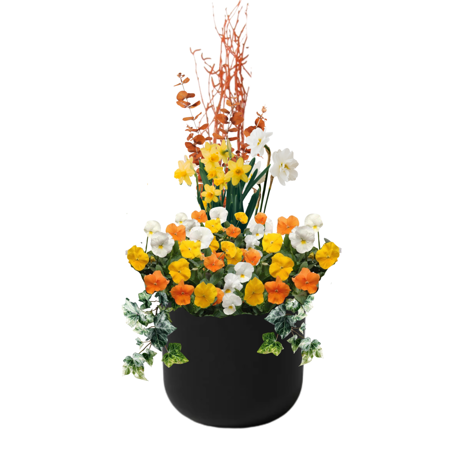 Sunny Honey - BLACK POT (ROUND)