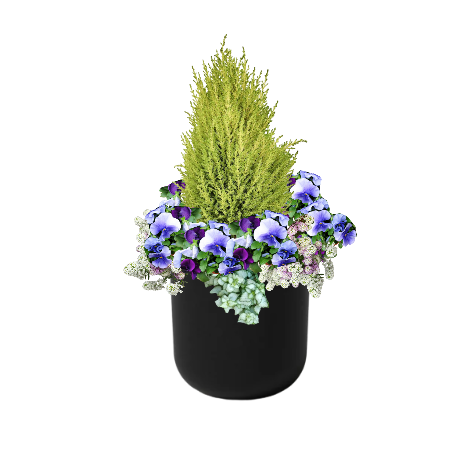 Spring Spire - BLACK POT (ROUND)