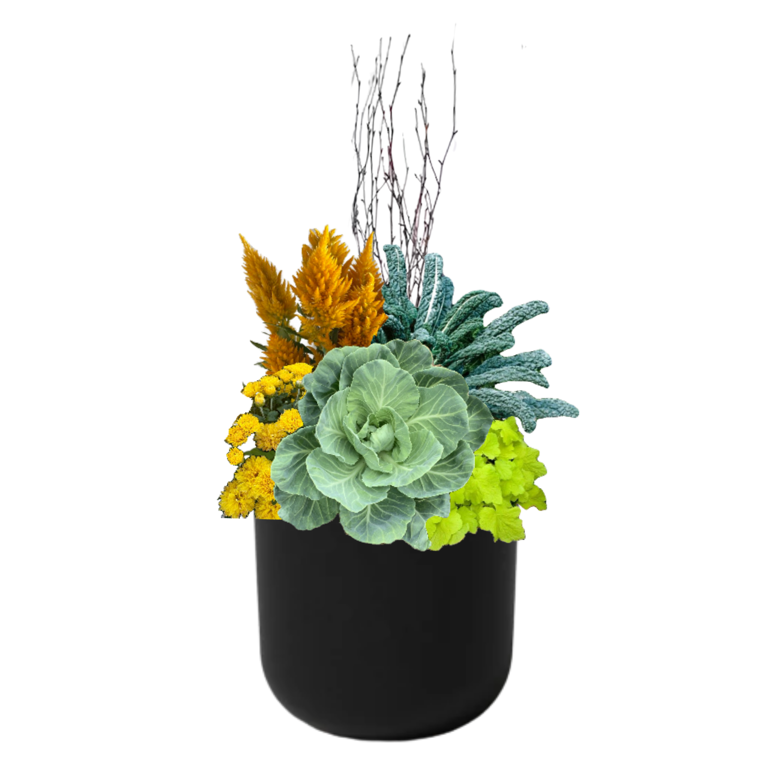 Prairie Gold - BLACK POT (ROUND