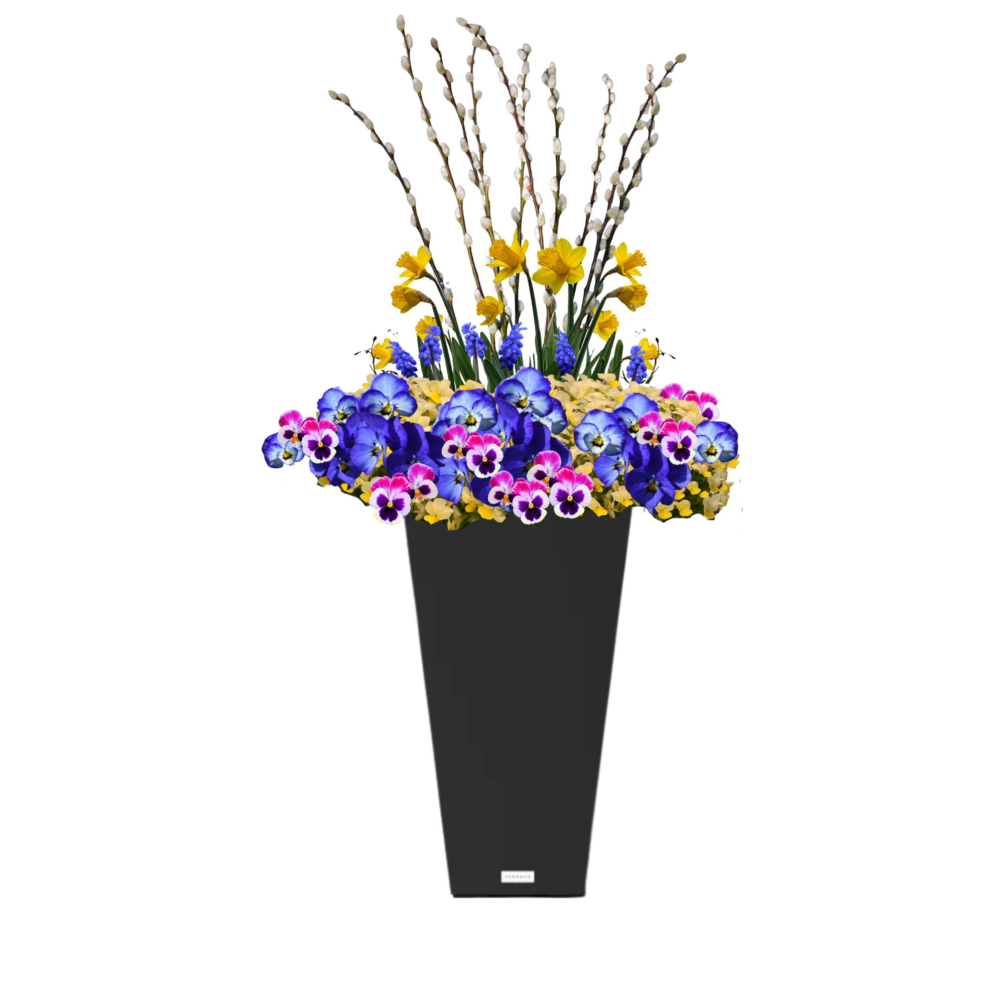 Daffodil Darling - BLACK POT (TALL SQUARE)