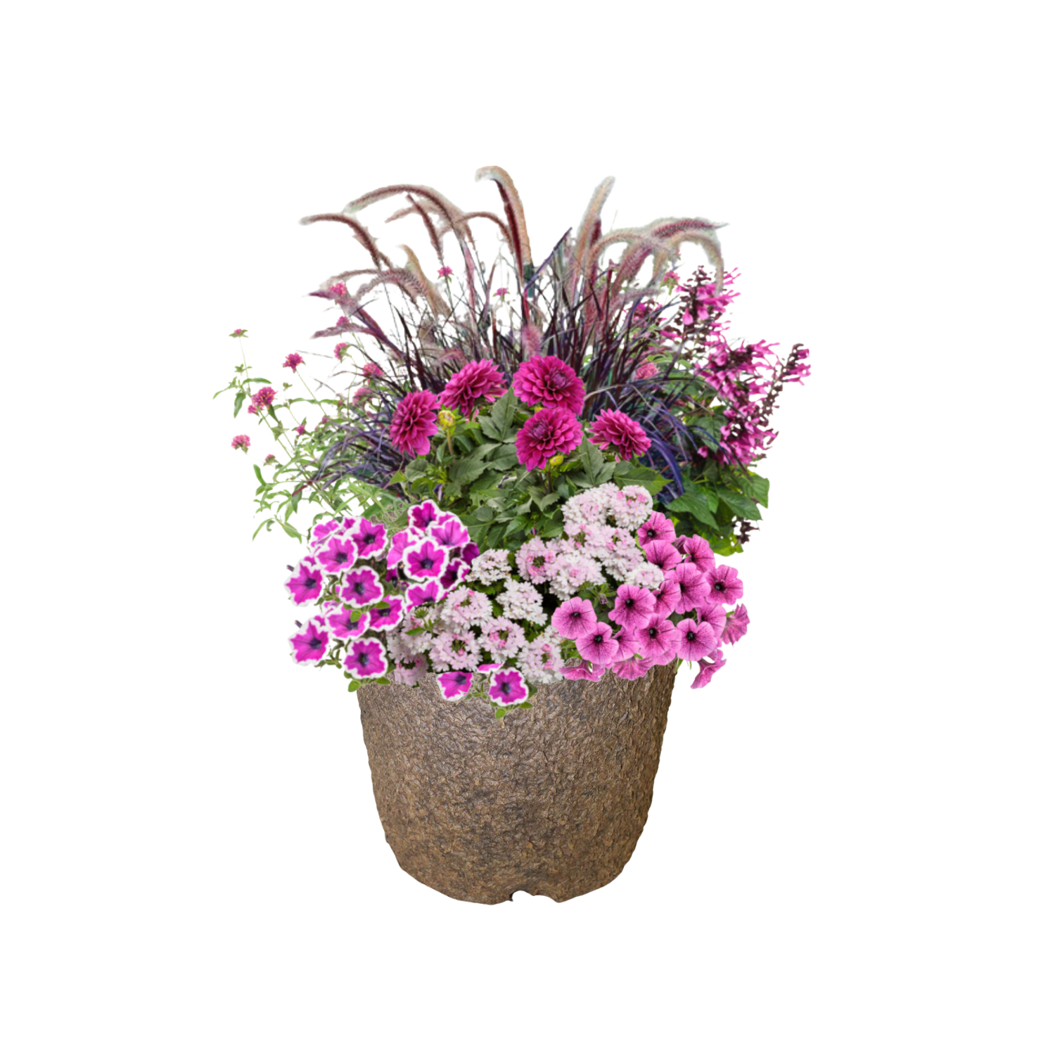 Berry Bramble (SUN to PART-SUN) - ROUND Pulp Pot
