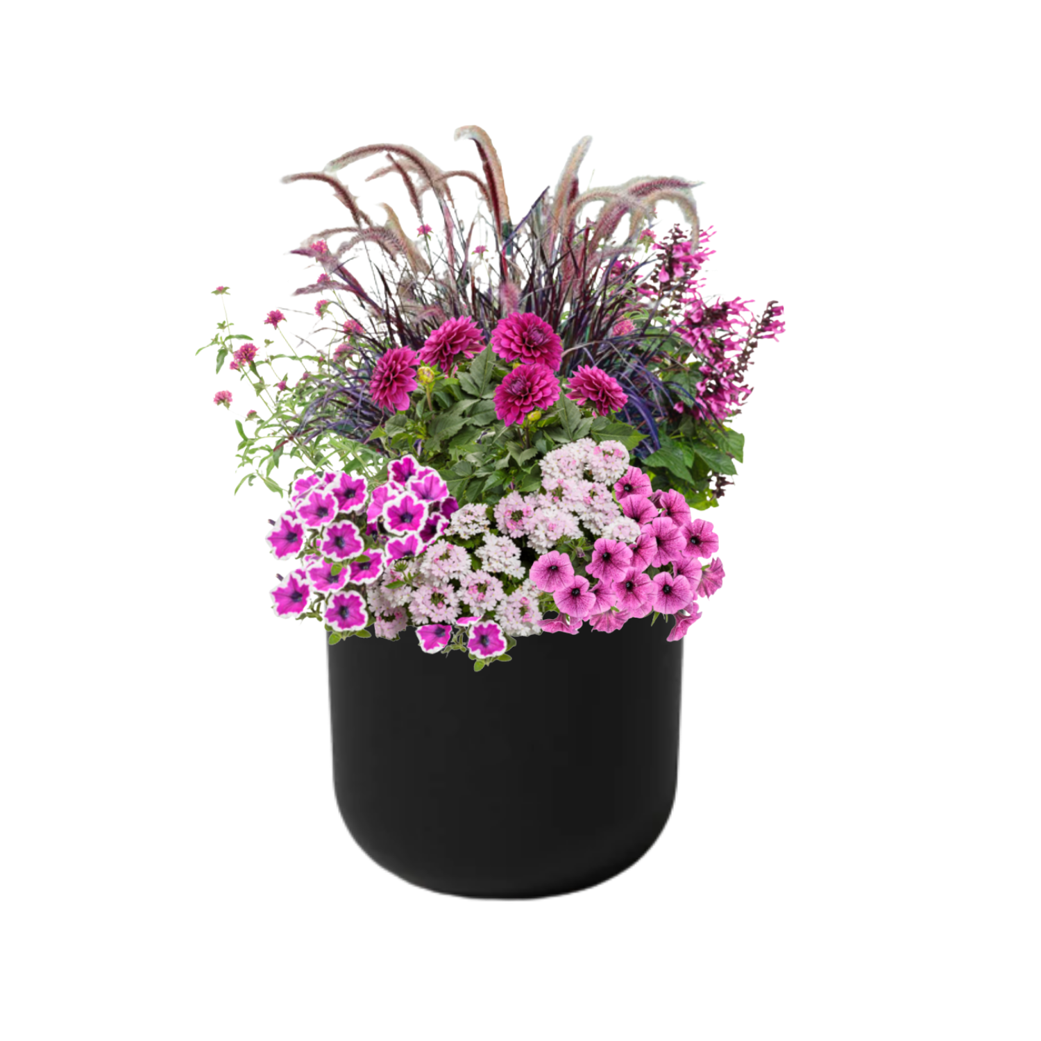 Berry Bramble (SUN to PART-SUN) - BLACK POT (ROUND)