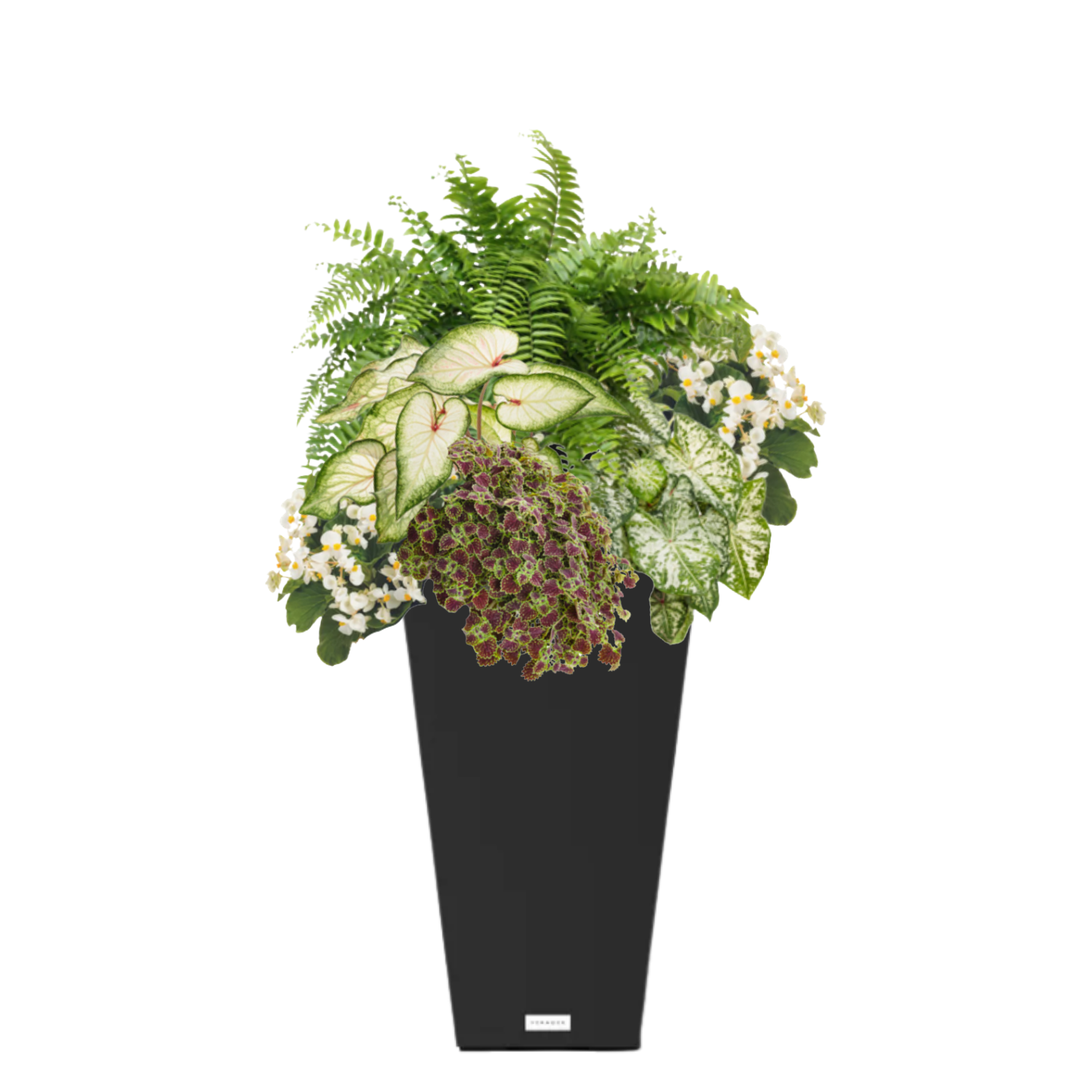 Garden Veranda (SHADE to PART-SHADE) - BLACK POT (TALL SQUARE)