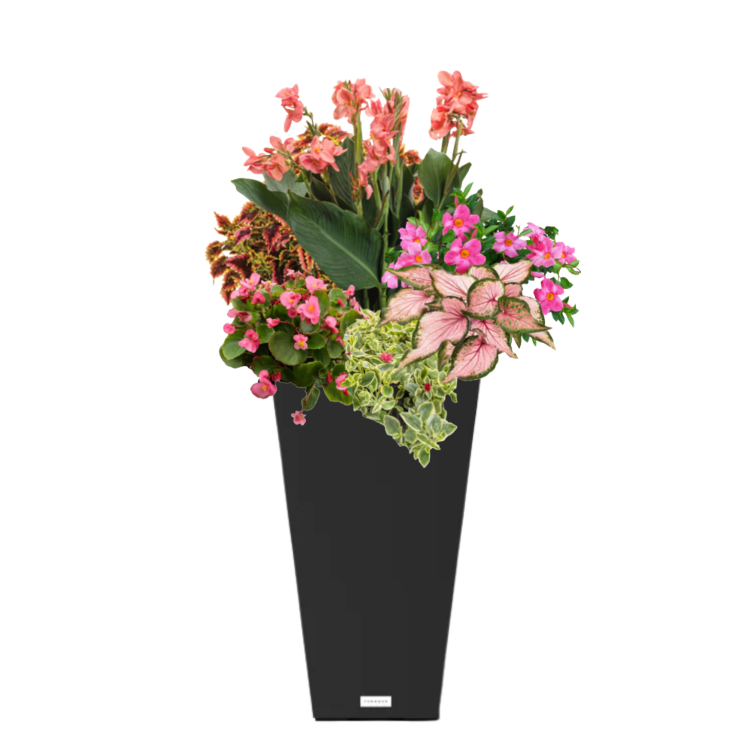 Pink Cabana (SUN to PART-SUN) - BLACK POT (TALL SQUARE)